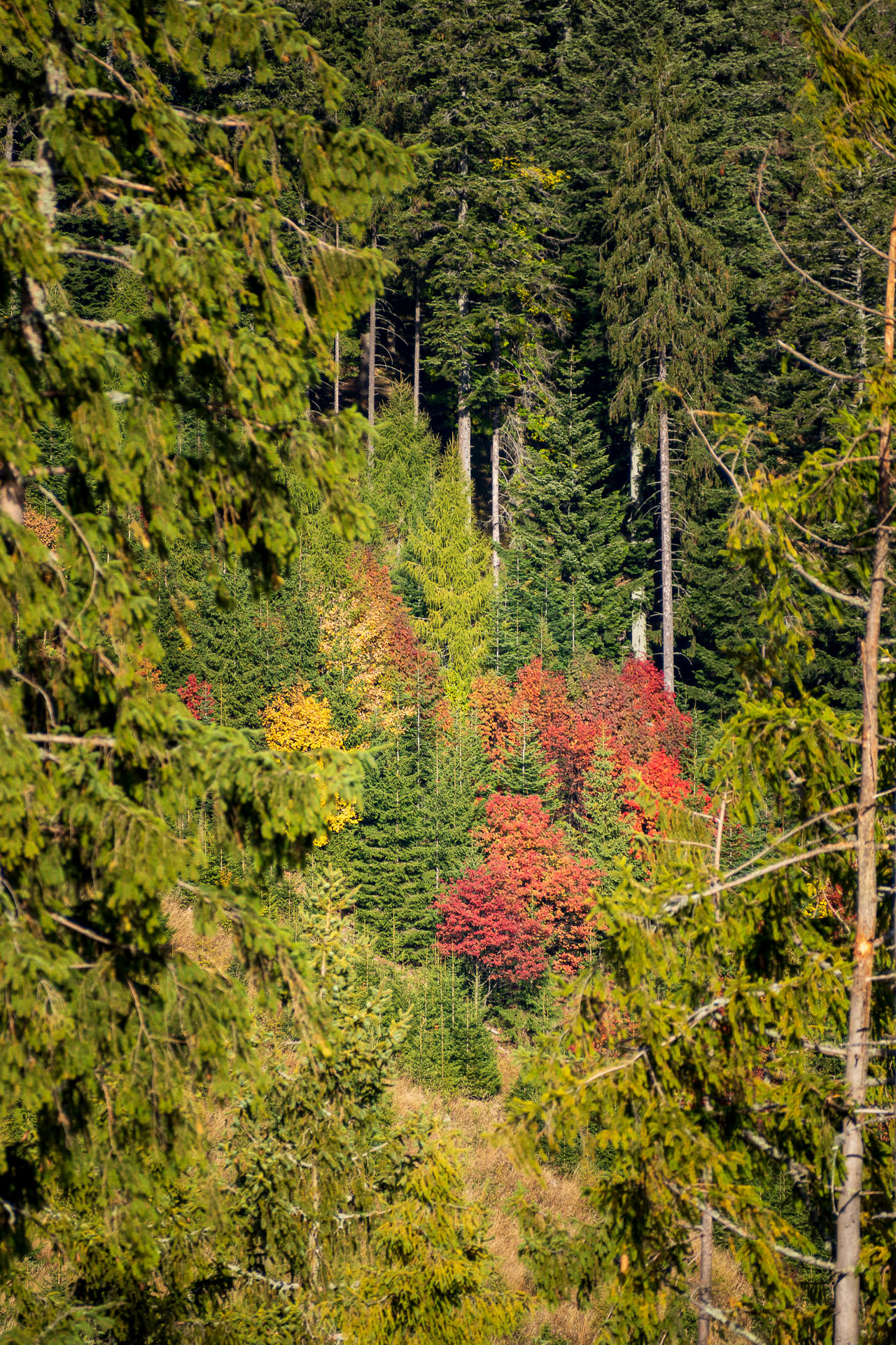 Kozí kameň z Lopušnej doliny (Nízke Tatry)