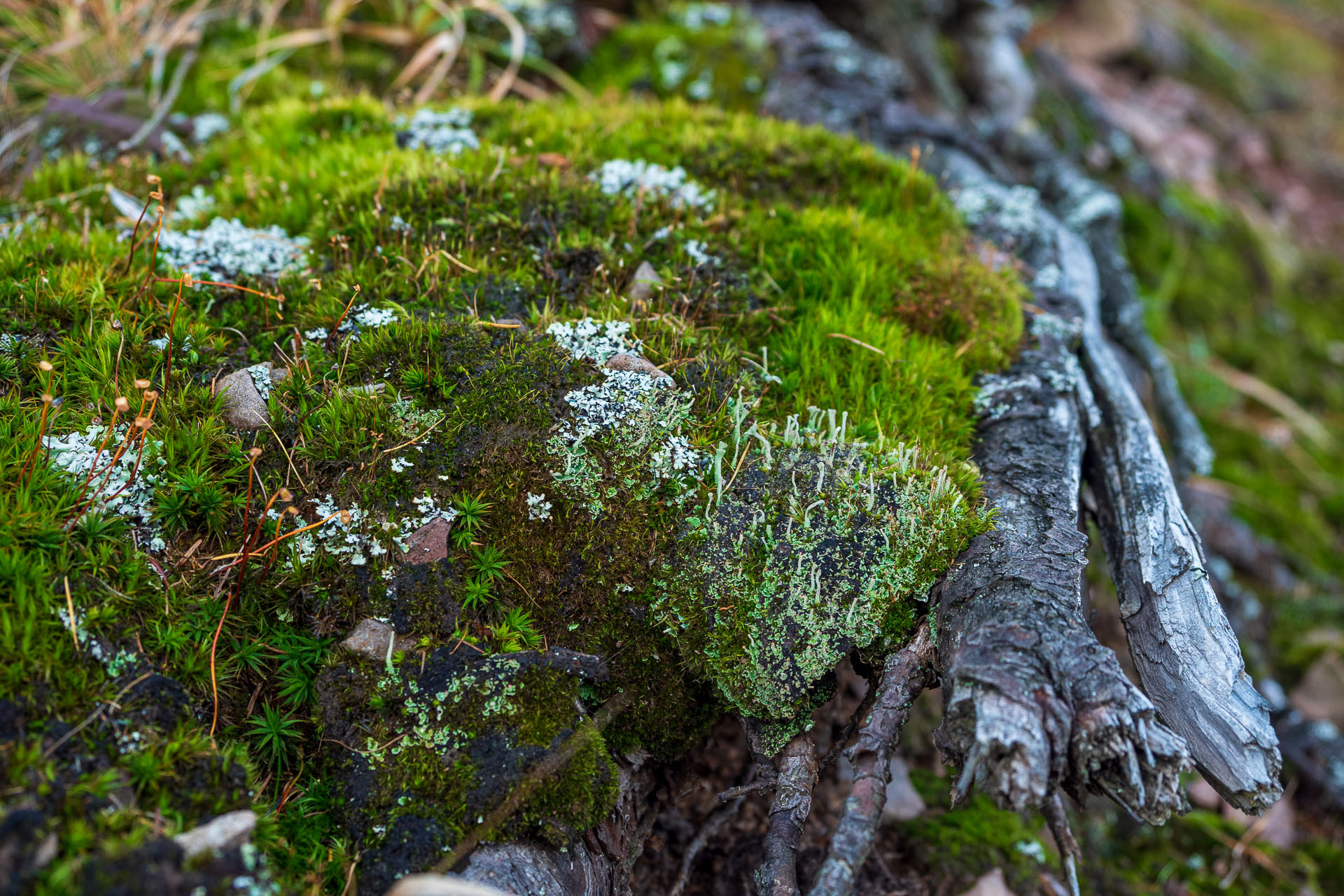 Kozí kameň z Lopušnej doliny (Nízke Tatry)