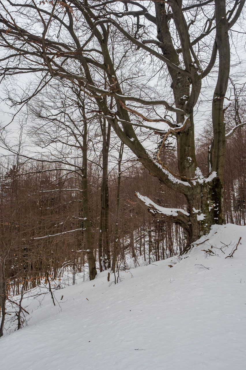 Minčol z Kamenice (Čergov)