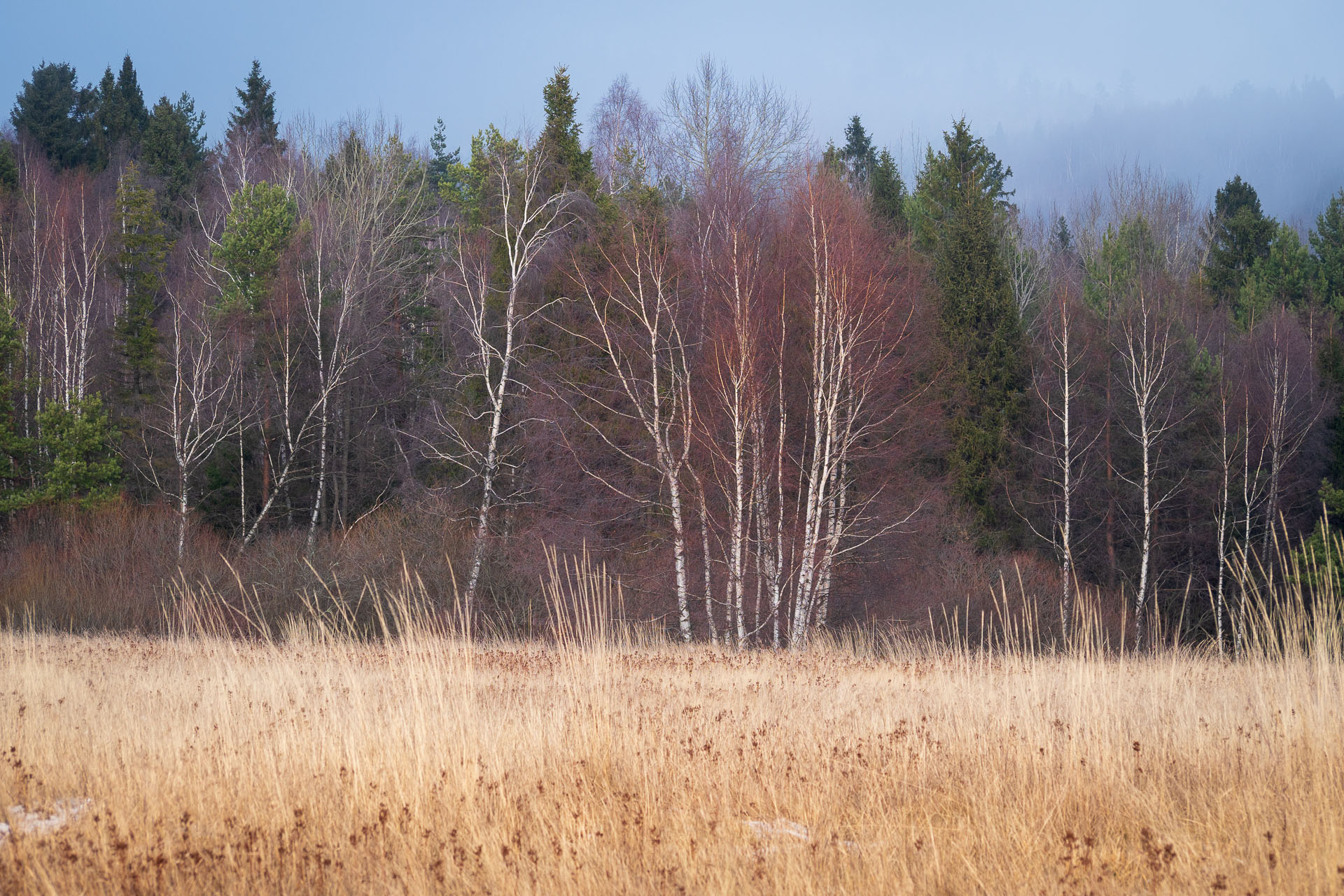 Pálenica z Hnilčíka (Volovské vrchy)