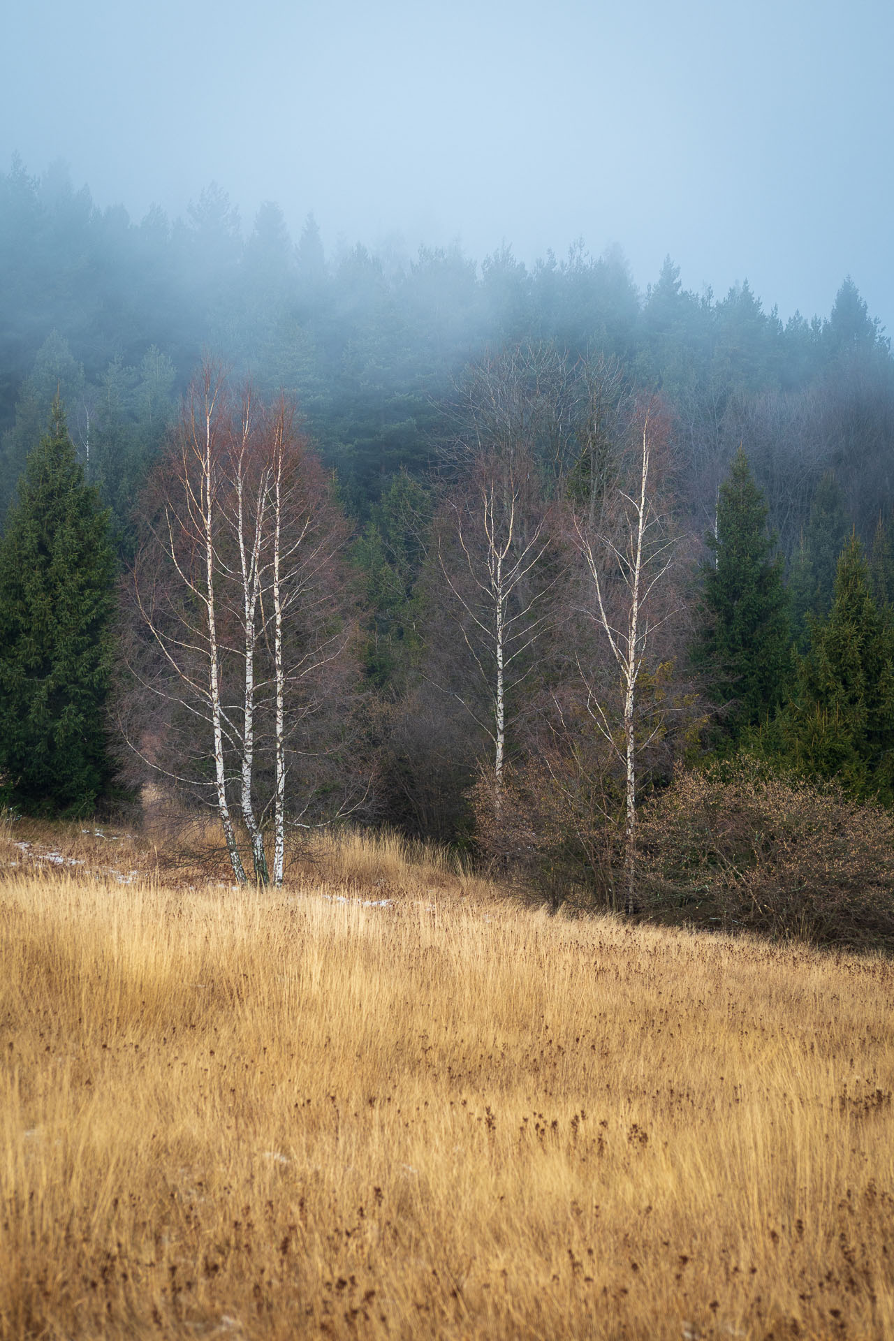 Pálenica z Hnilčíka (Volovské vrchy)