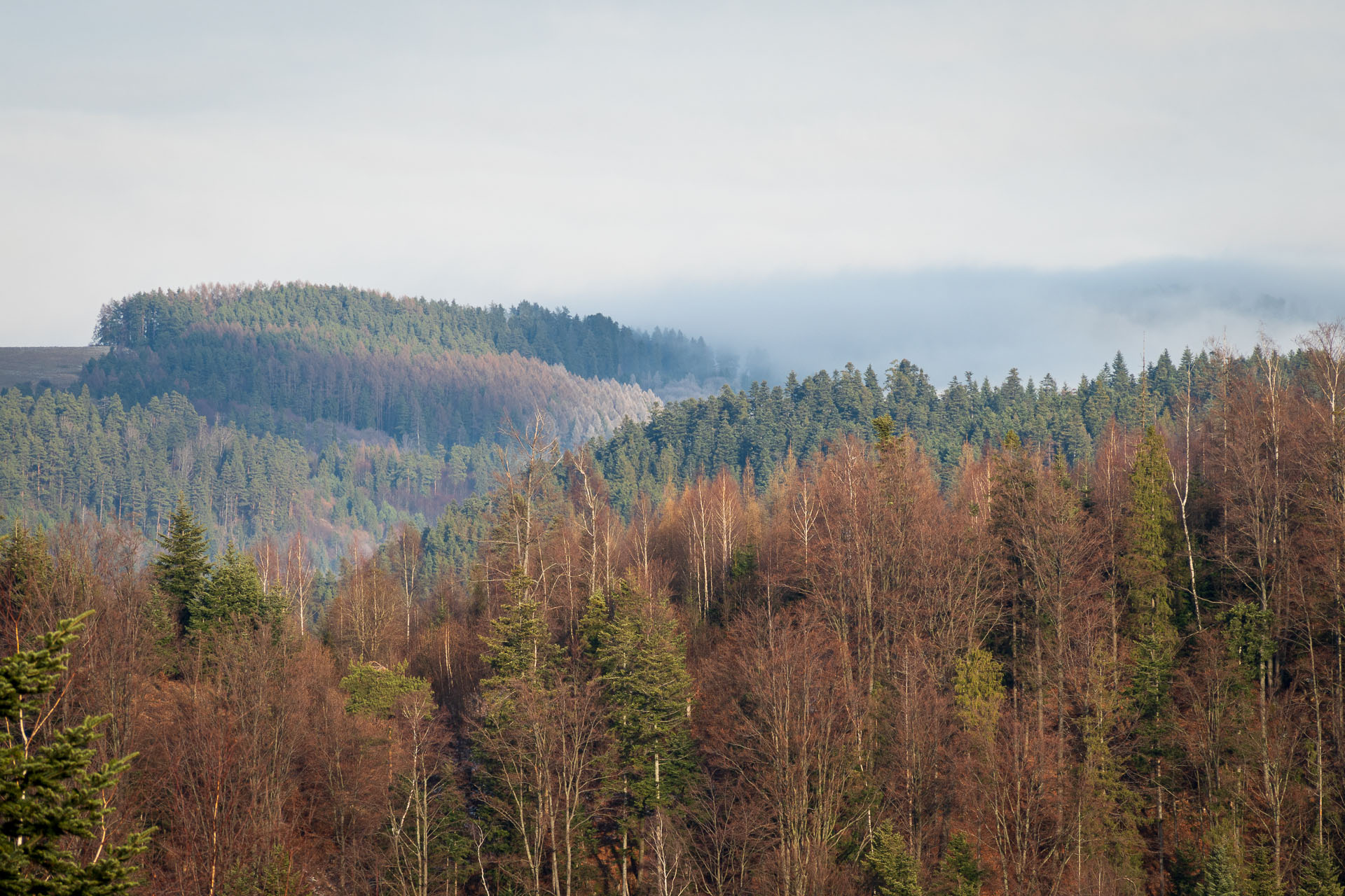 Pálenica z Hnilčíka (Volovské vrchy)