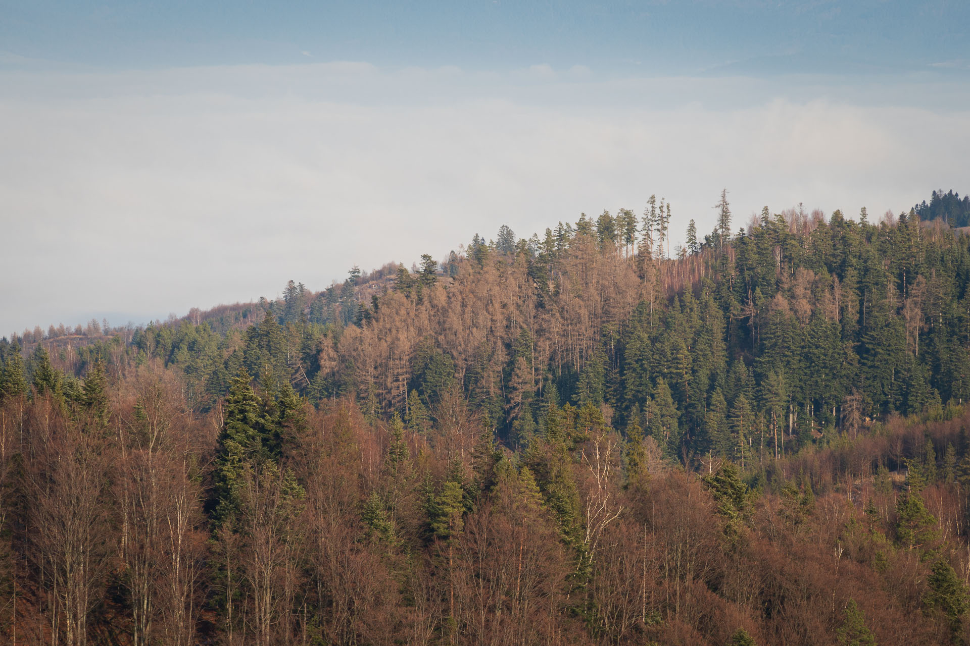 Pálenica z Hnilčíka (Volovské vrchy)