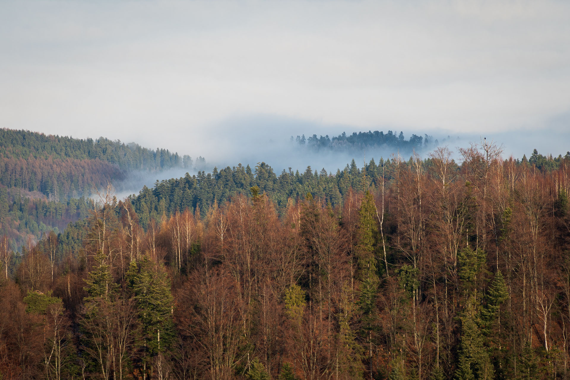 Pálenica z Hnilčíka (Volovské vrchy)