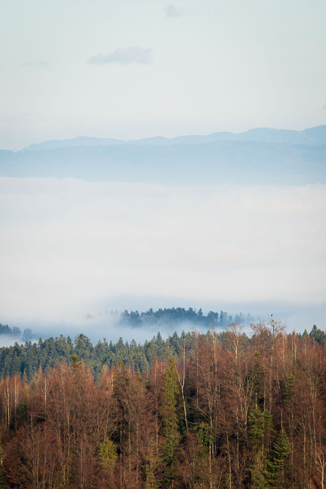 Pálenica z Hnilčíka (Volovské vrchy)