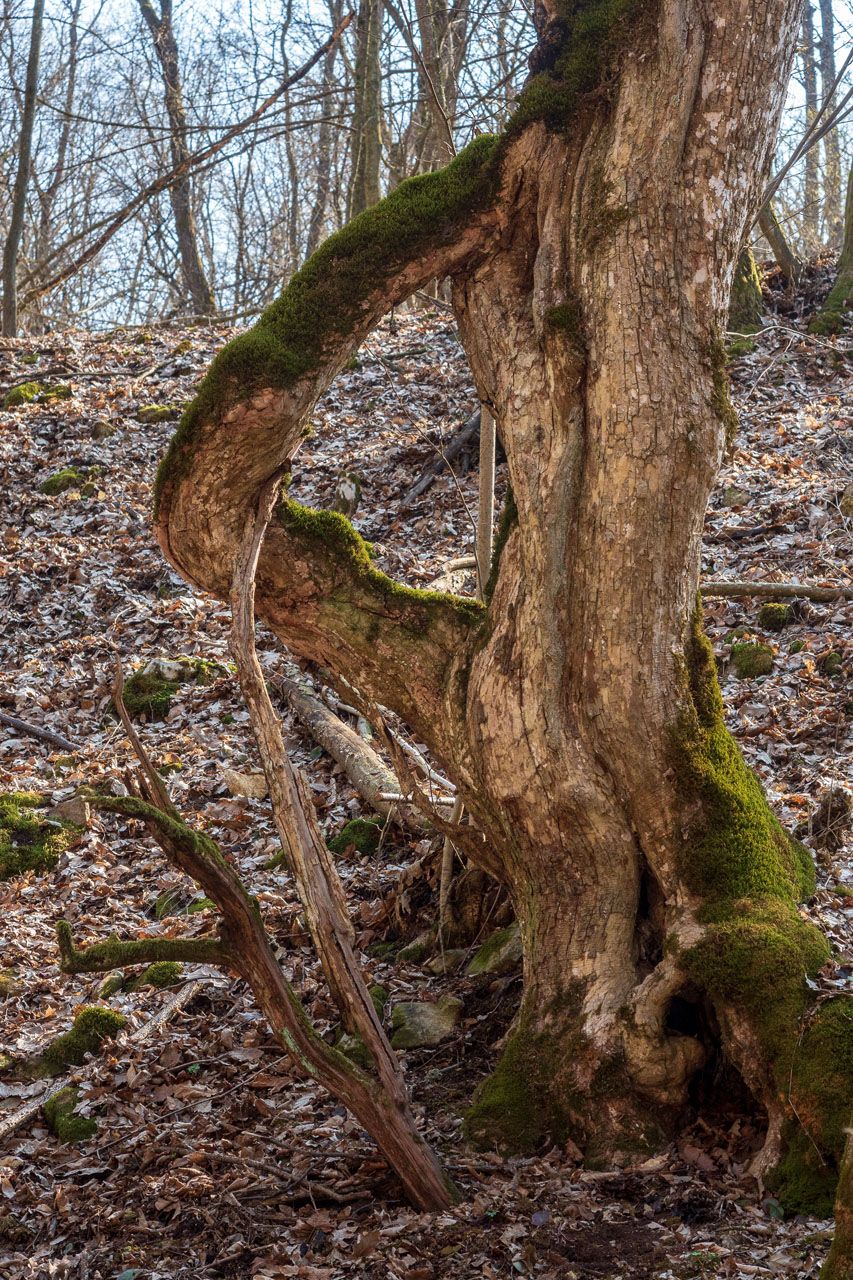 Prielom Muráňa a Pamätný dub z Bretky (Licinská pahorkatina)