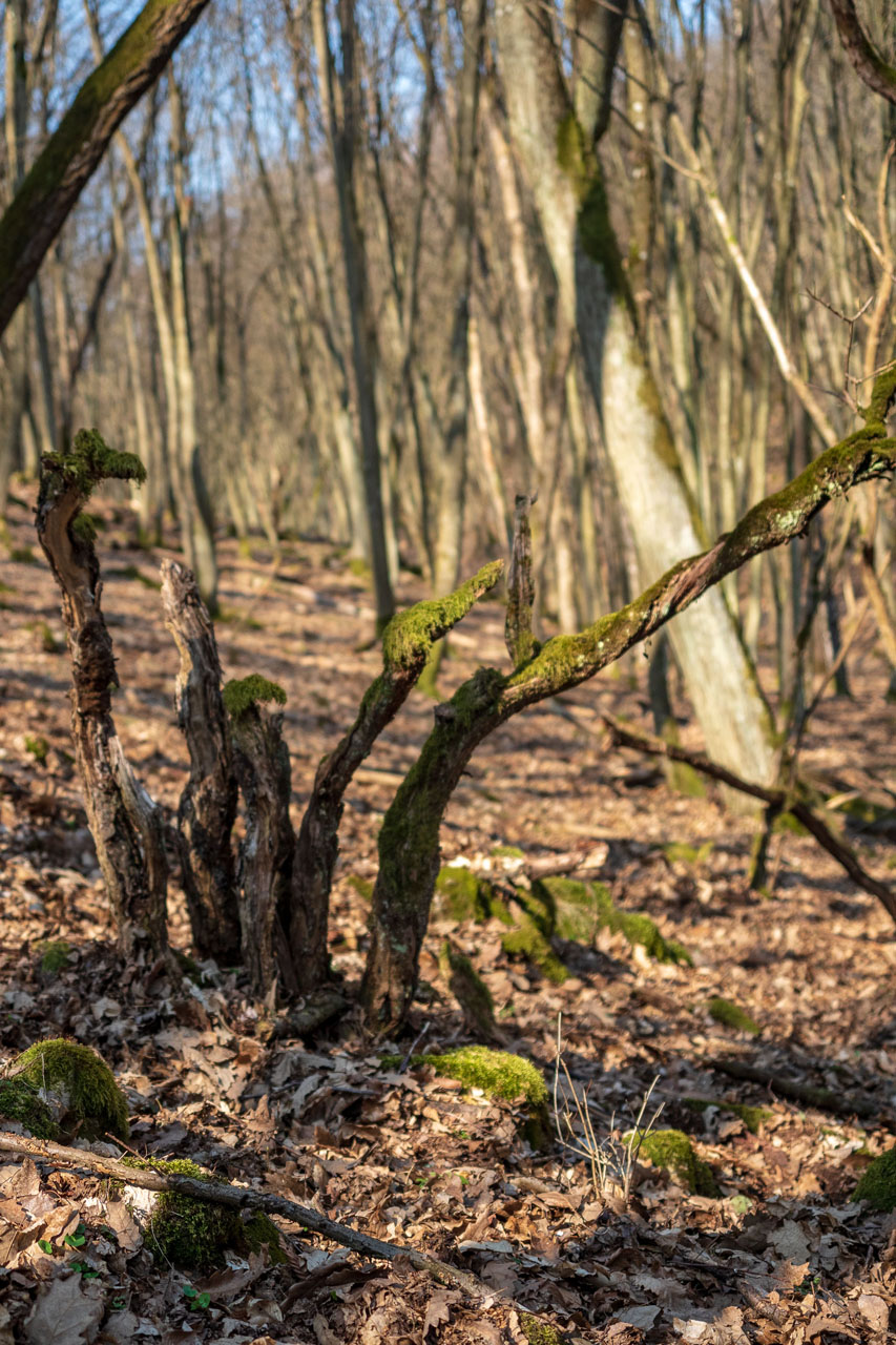 Prielom Muráňa a Pamätný dub z Bretky (Licinská pahorkatina)