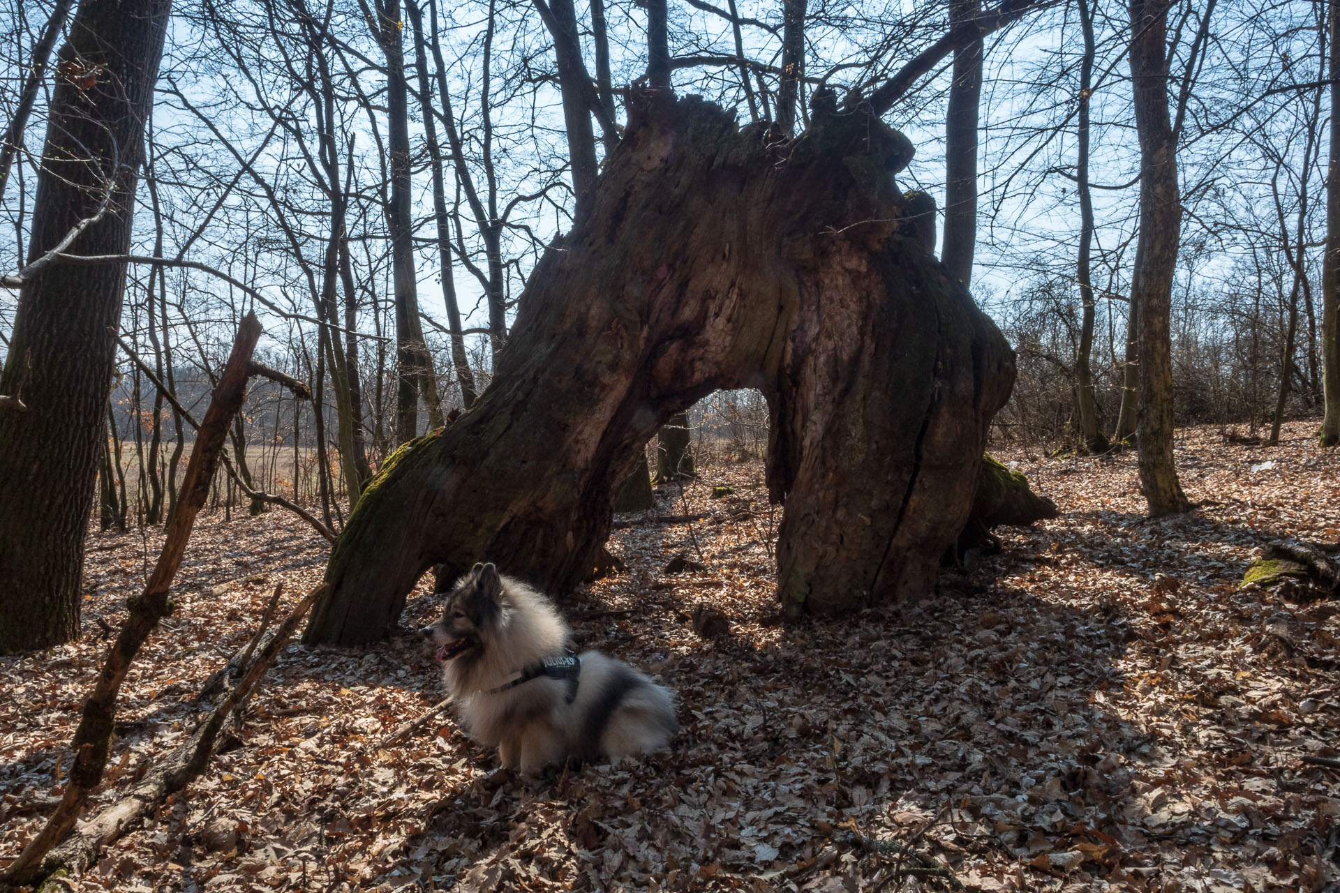 Prielom Muráňa a Pamätný dub z Bretky (Licinská pahorkatina)