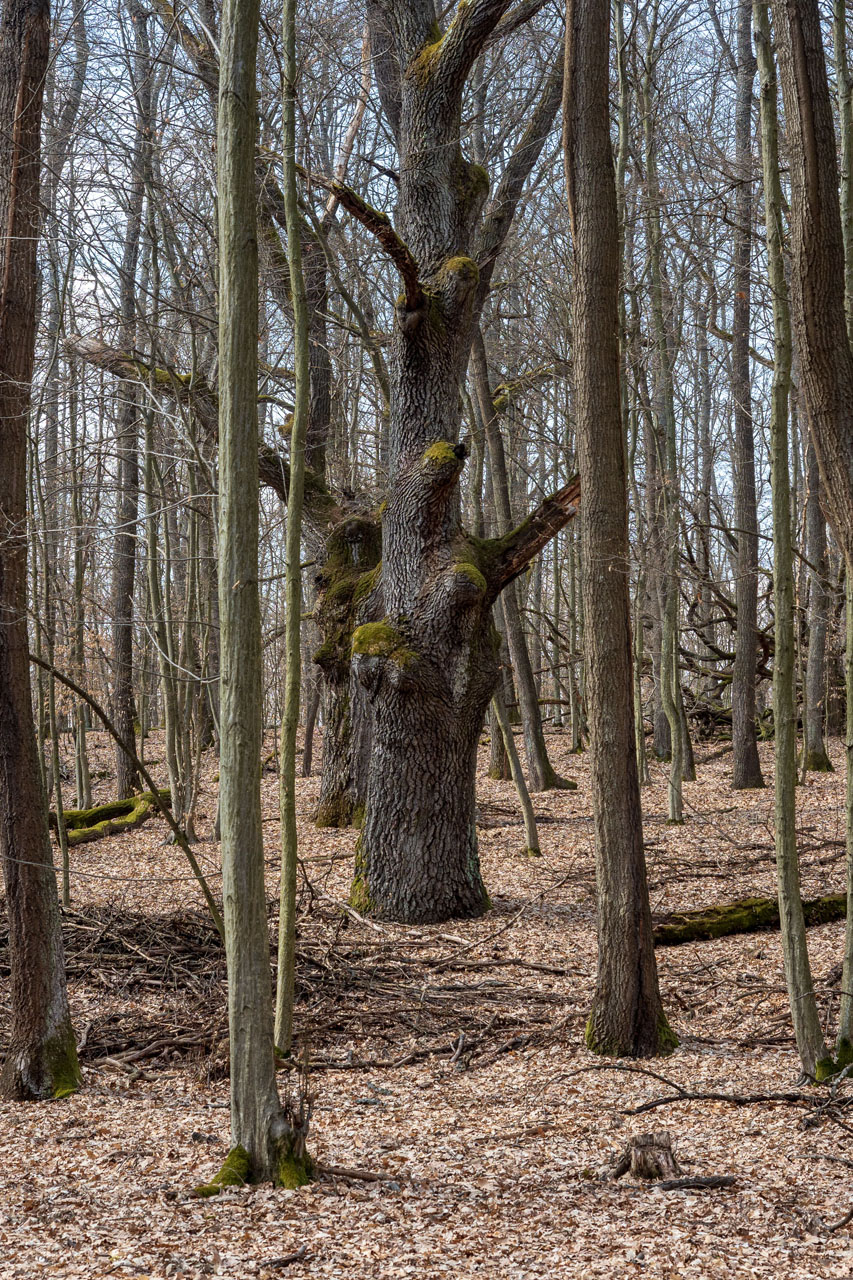 Prielom Muráňa a Pamätný dub z Bretky (Licinská pahorkatina)