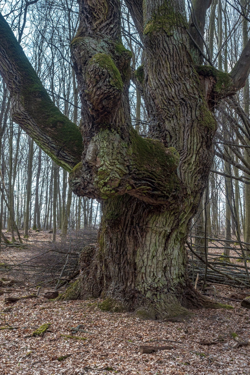 Prielom Muráňa a Pamätný dub z Bretky (Licinská pahorkatina)