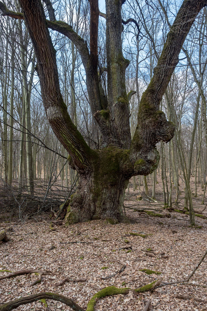 Prielom Muráňa a Pamätný dub z Bretky (Licinská pahorkatina)