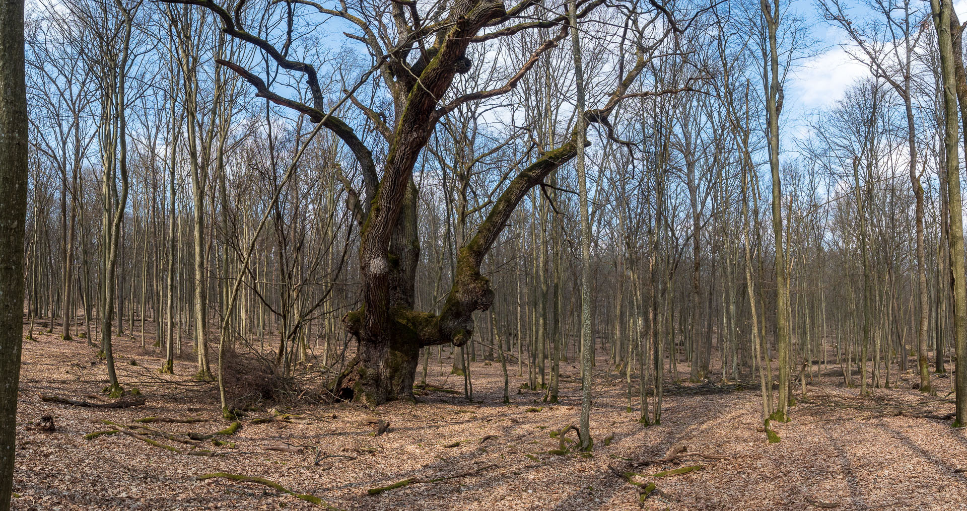 Prielom Muráňa a Pamätný dub z Bretky (Licinská pahorkatina)