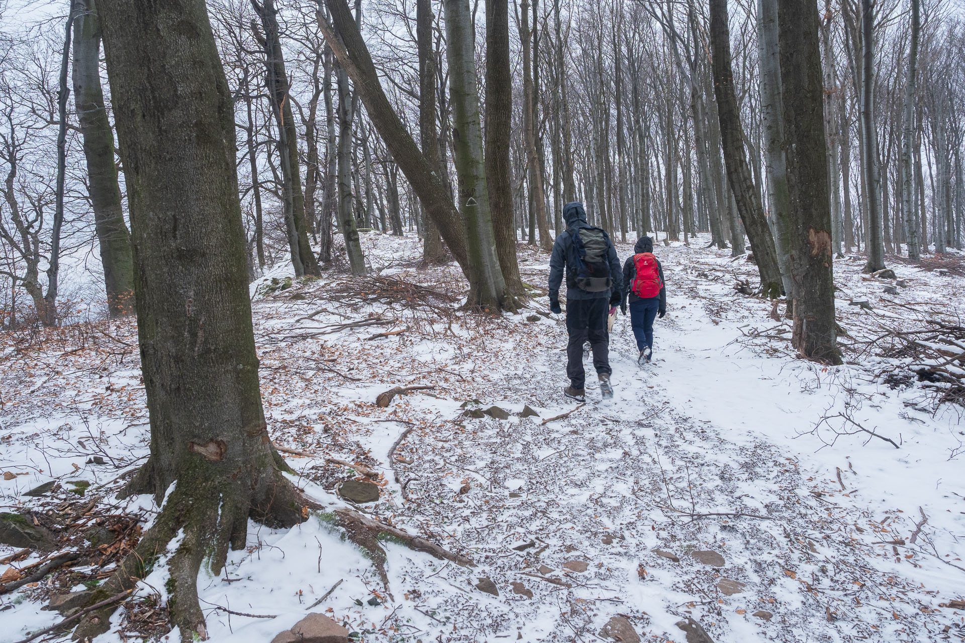 Rankovské skaly od Herlian (Slanské vrchy)