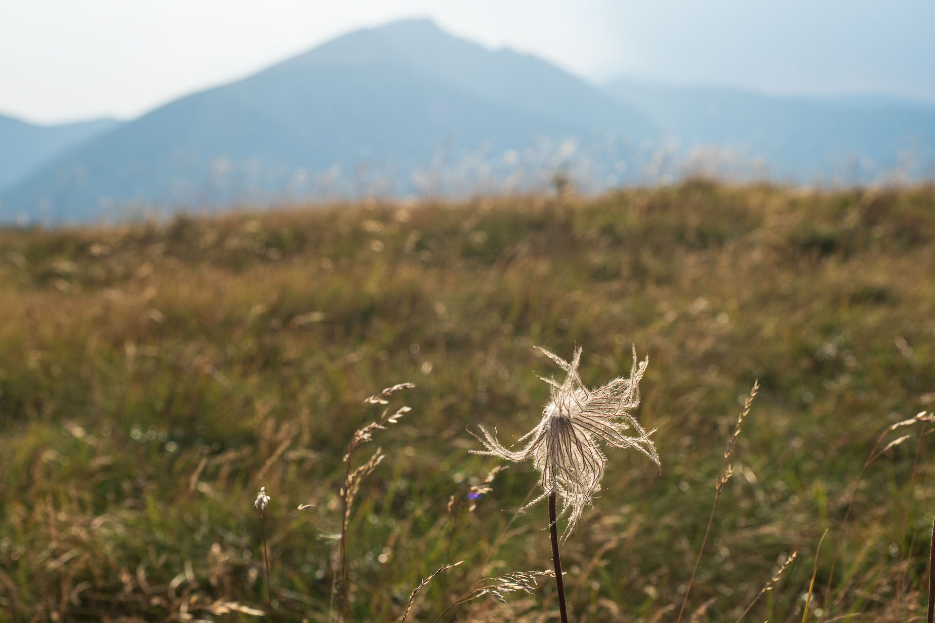 Rovná hoľa z Chaty gen. M. R. Štefánika (Nízke Tatry)