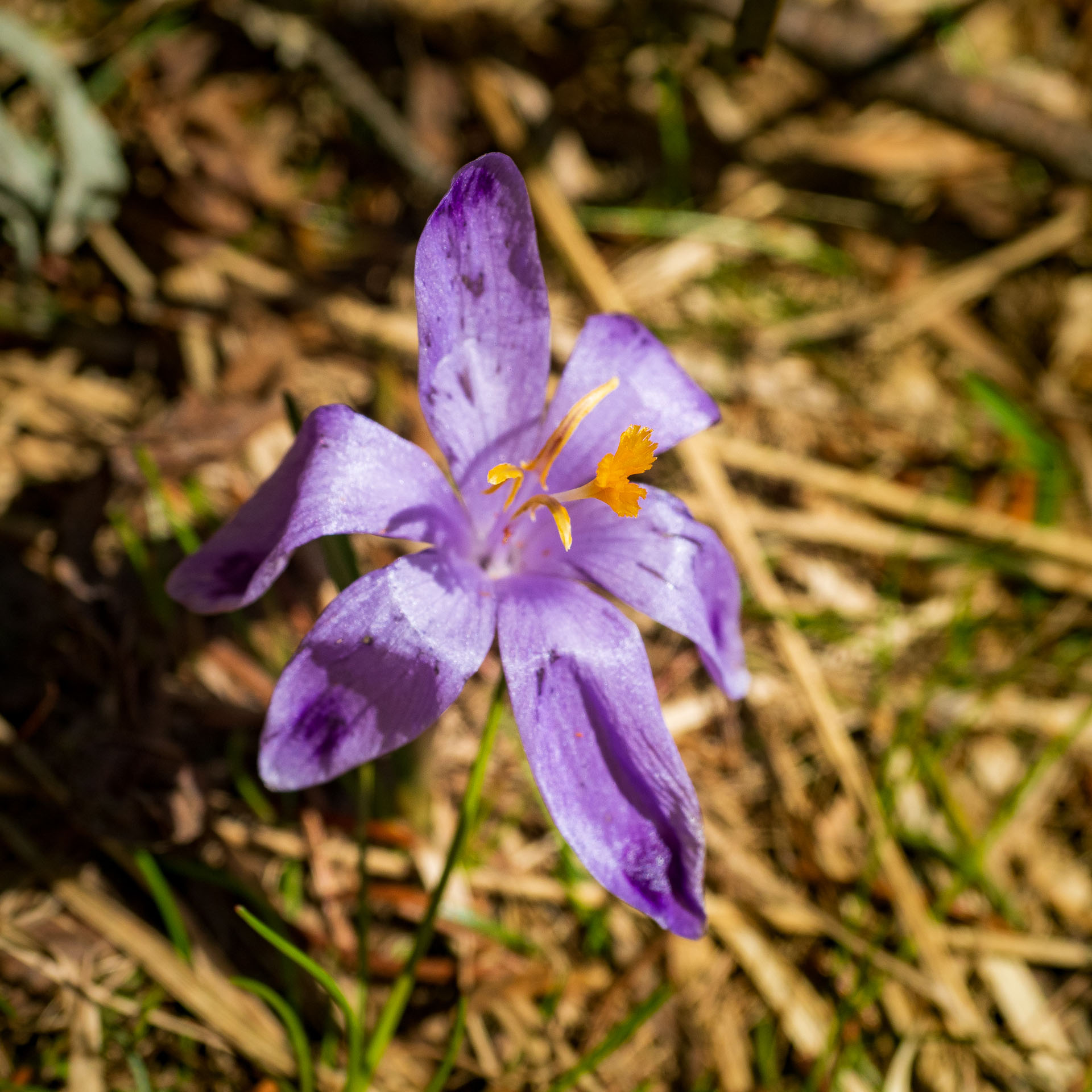 Rovná hoľa z Vyšnej Boce (Nízke Tatry)