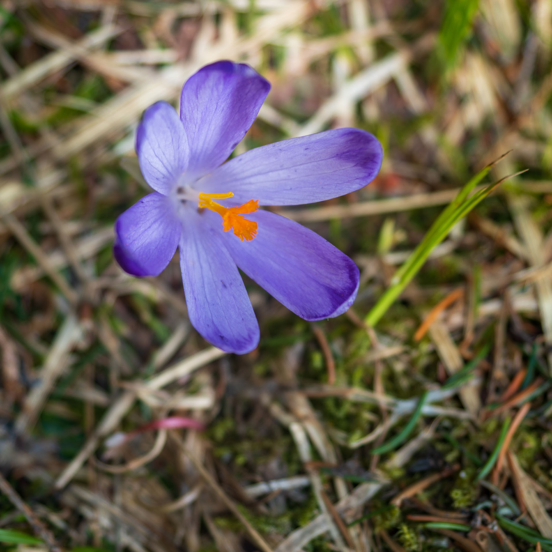 Rovná hoľa z Vyšnej Boce (Nízke Tatry)