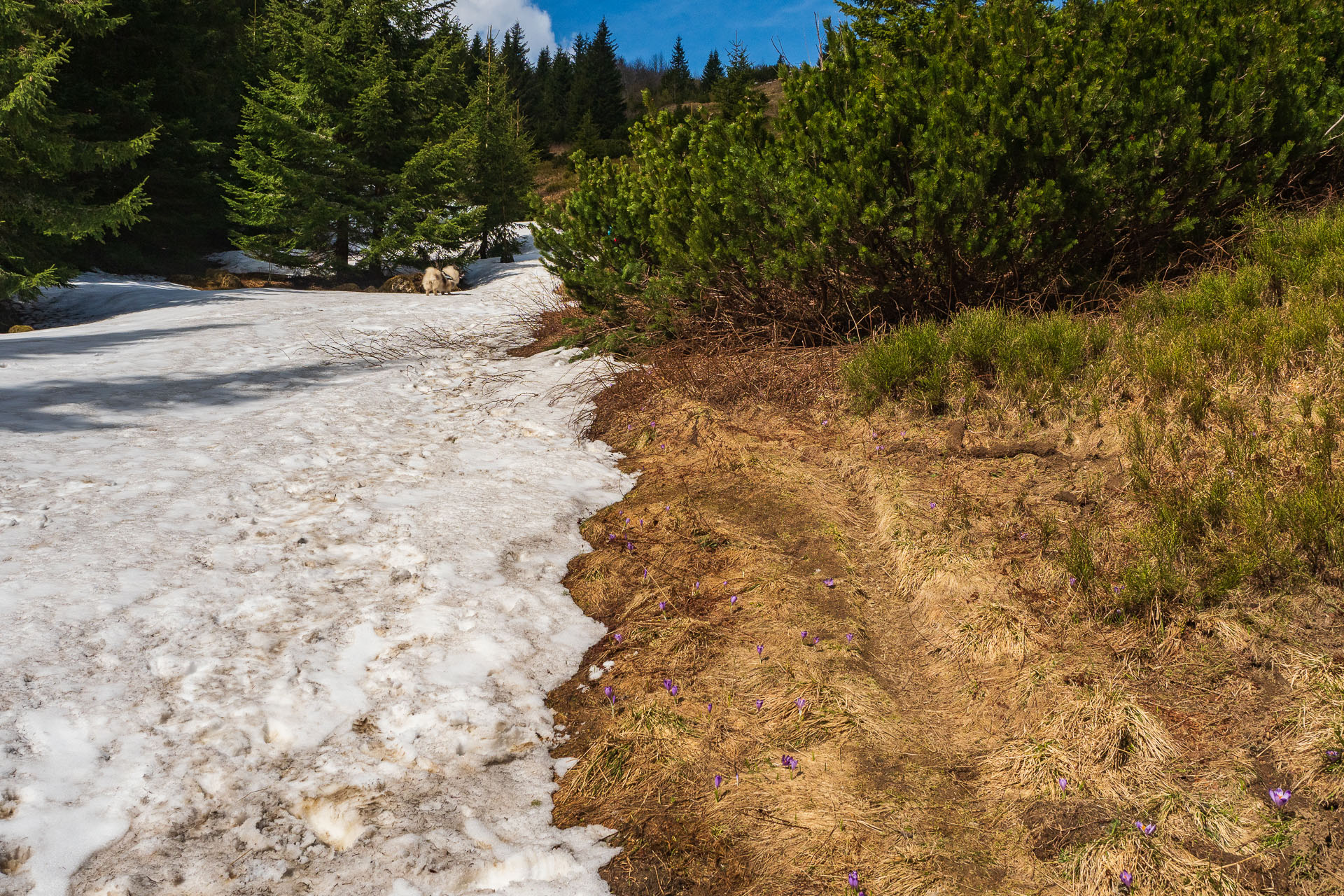 Rovná hoľa z Vyšnej Boce (Nízke Tatry)