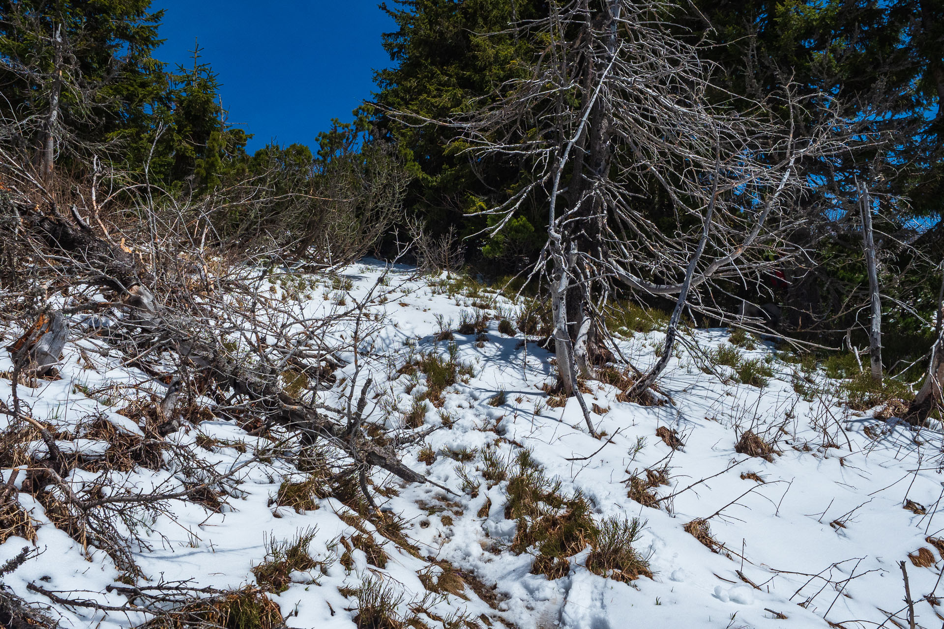 Rovná hoľa z Vyšnej Boce (Nízke Tatry)