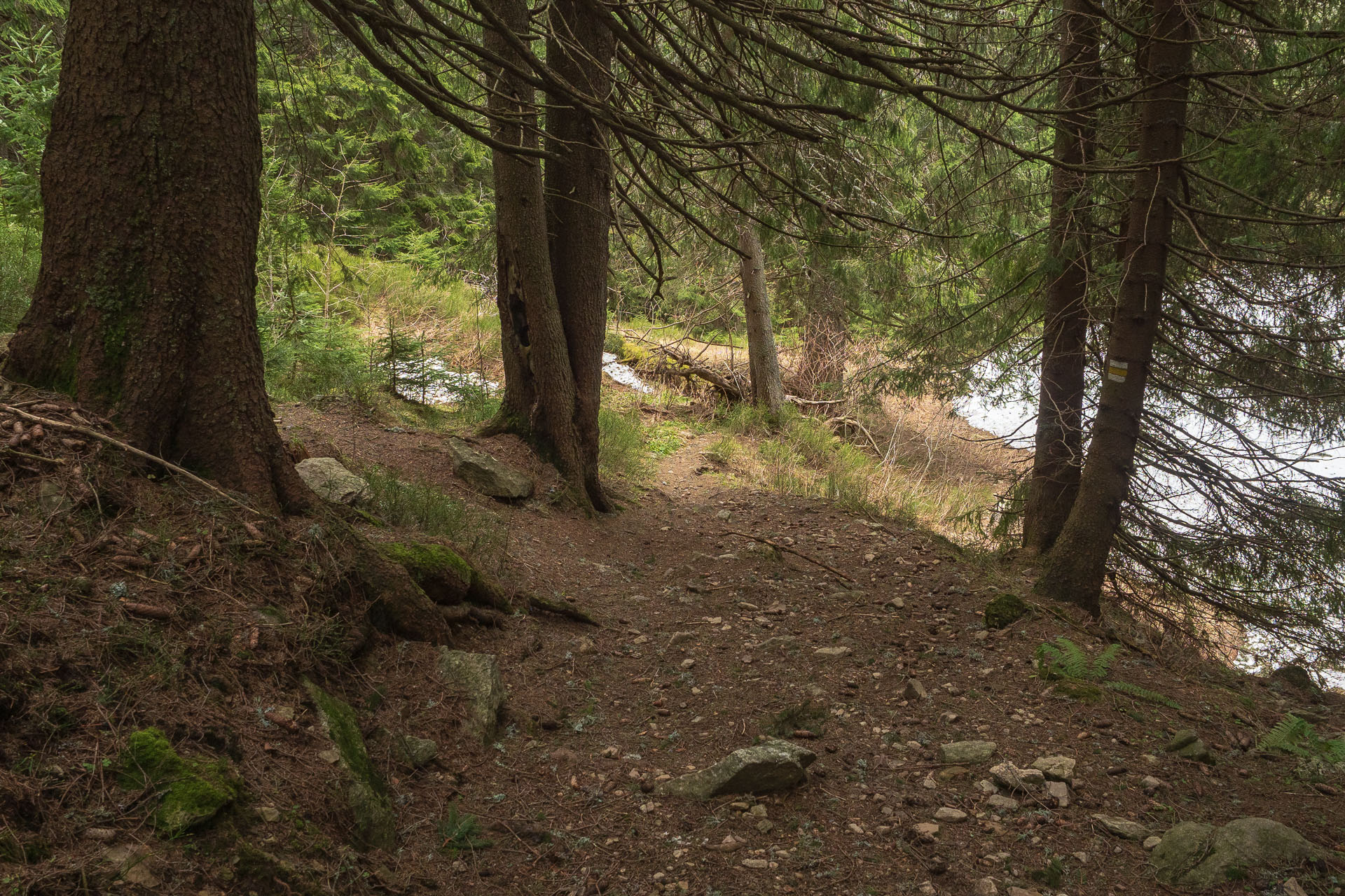 Rovná hoľa z Vyšnej Boce (Nízke Tatry)