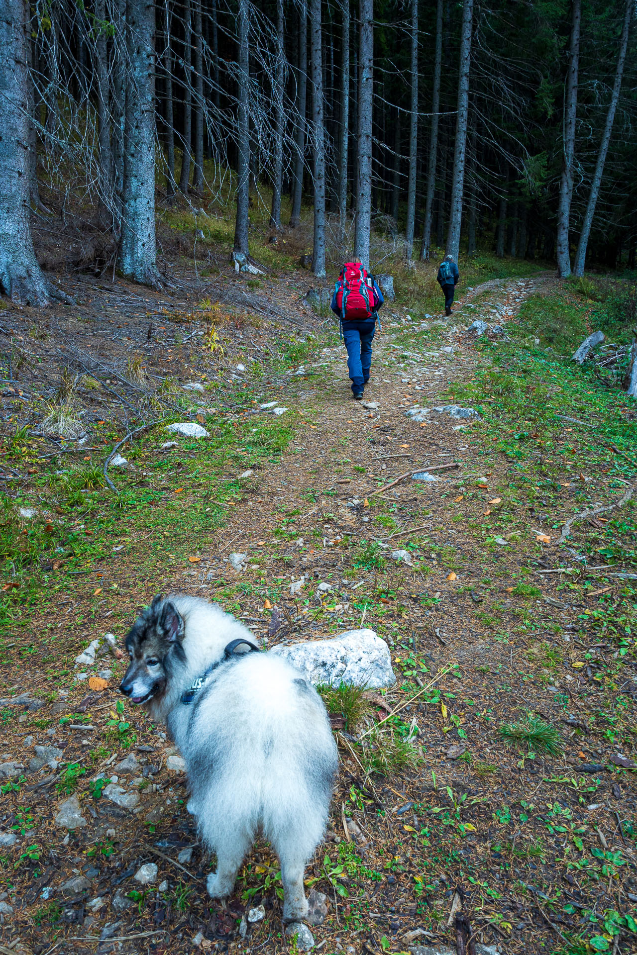 Lúčna od Zverovky (Západné Tatry)