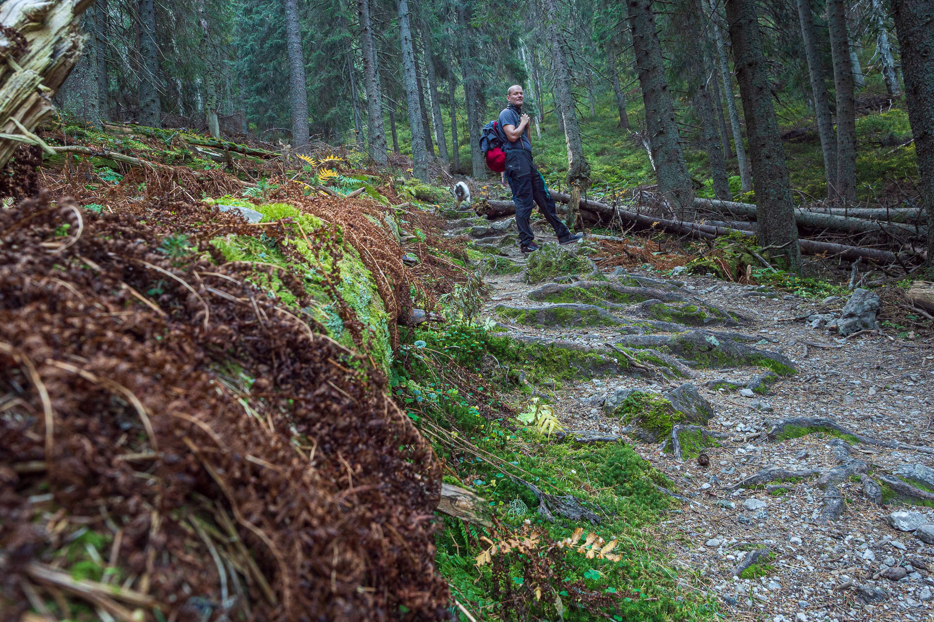 Lúčna od Zverovky (Západné Tatry)