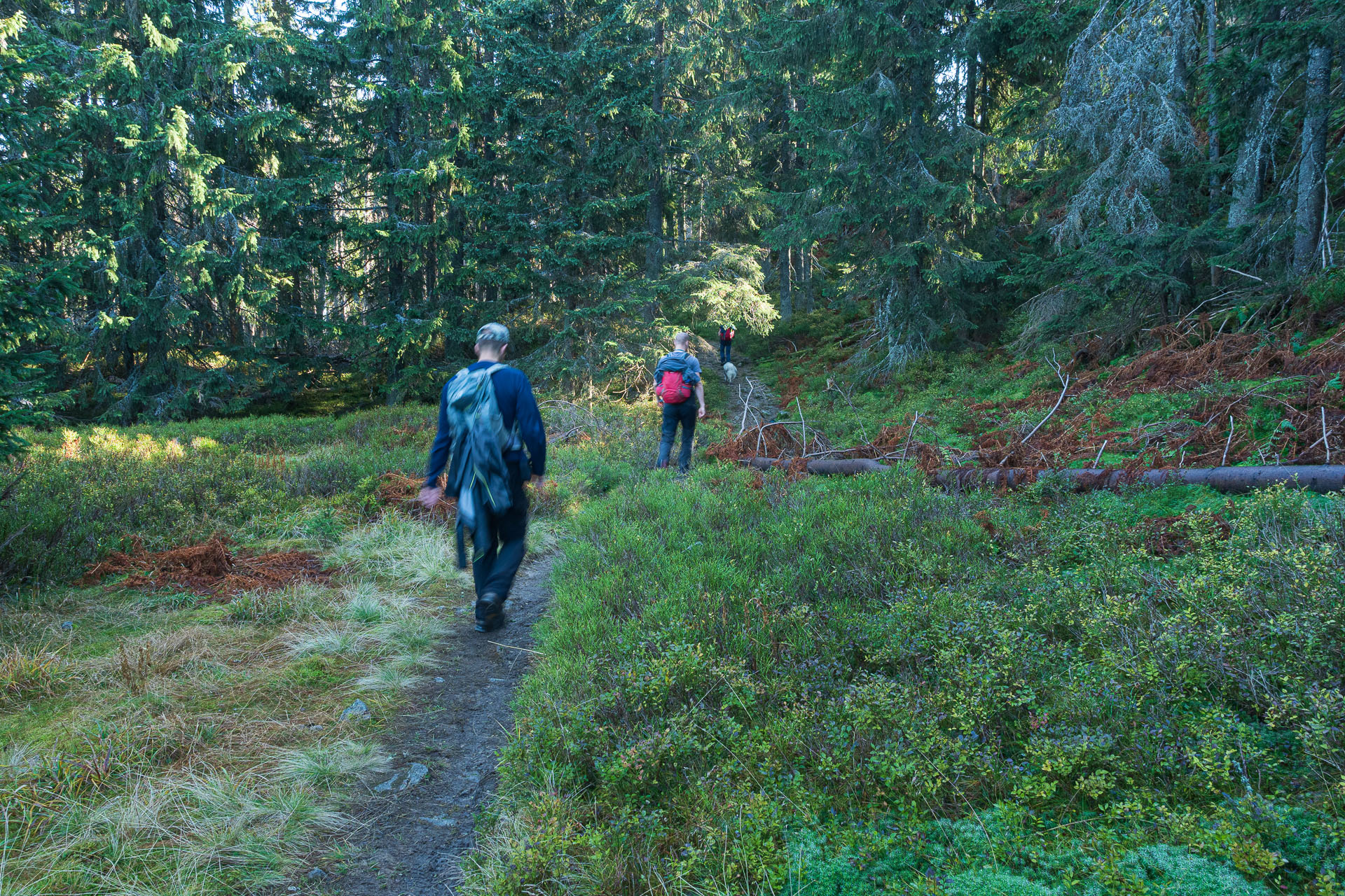 Lúčna od Zverovky (Západné Tatry)