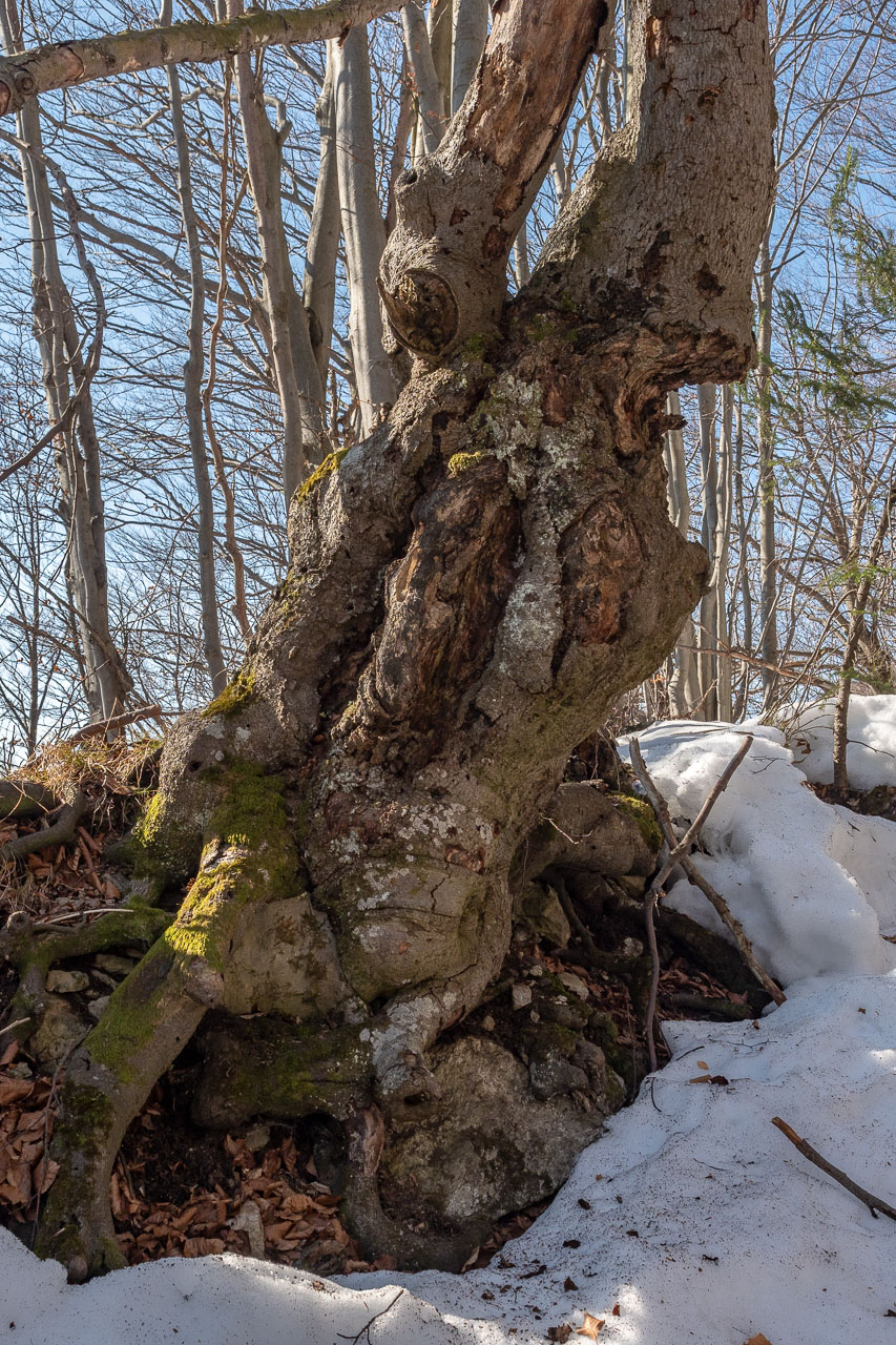 Šíp zo Stankovian (Veľká Fatra)