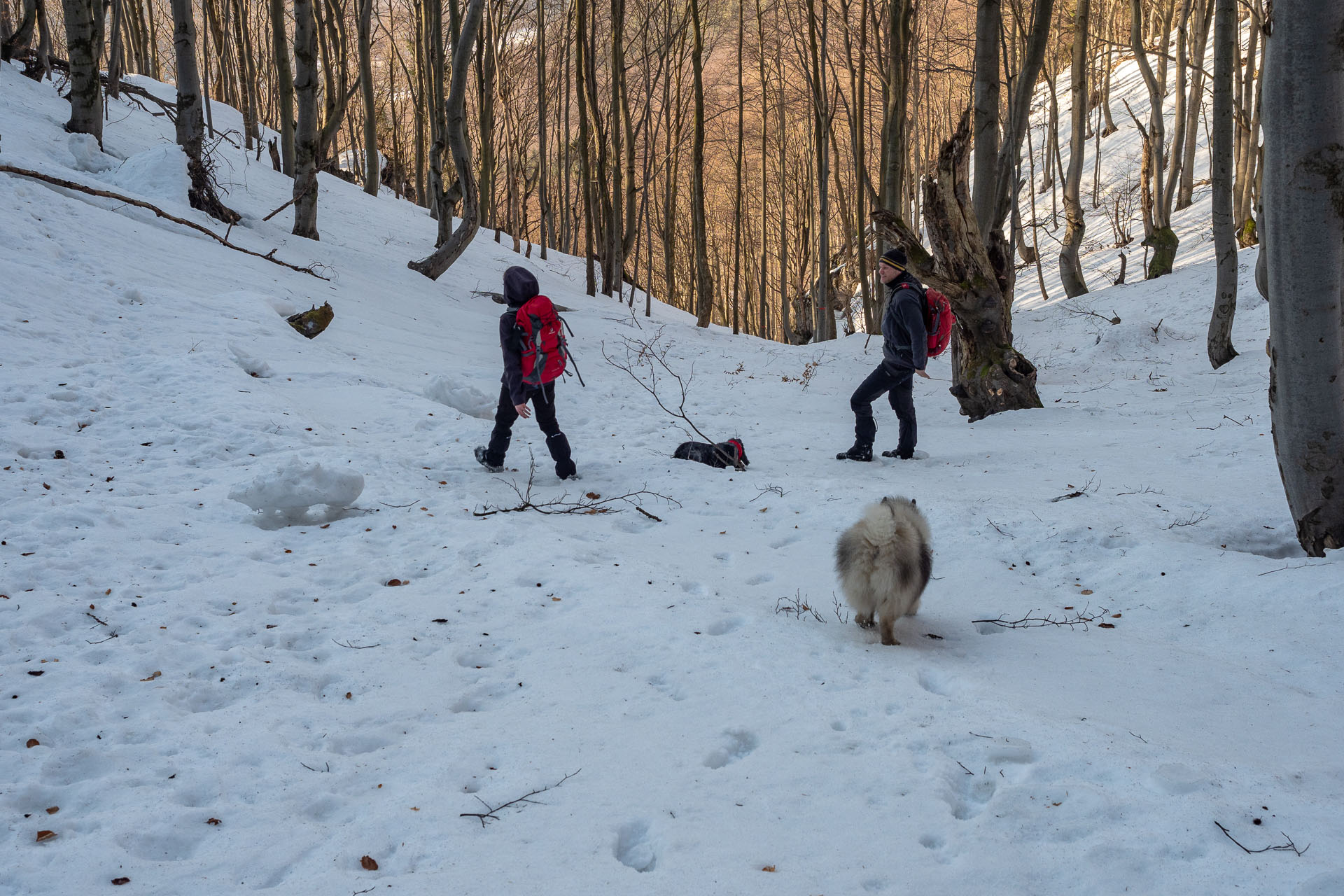 Šíp zo Stankovian (Veľká Fatra)