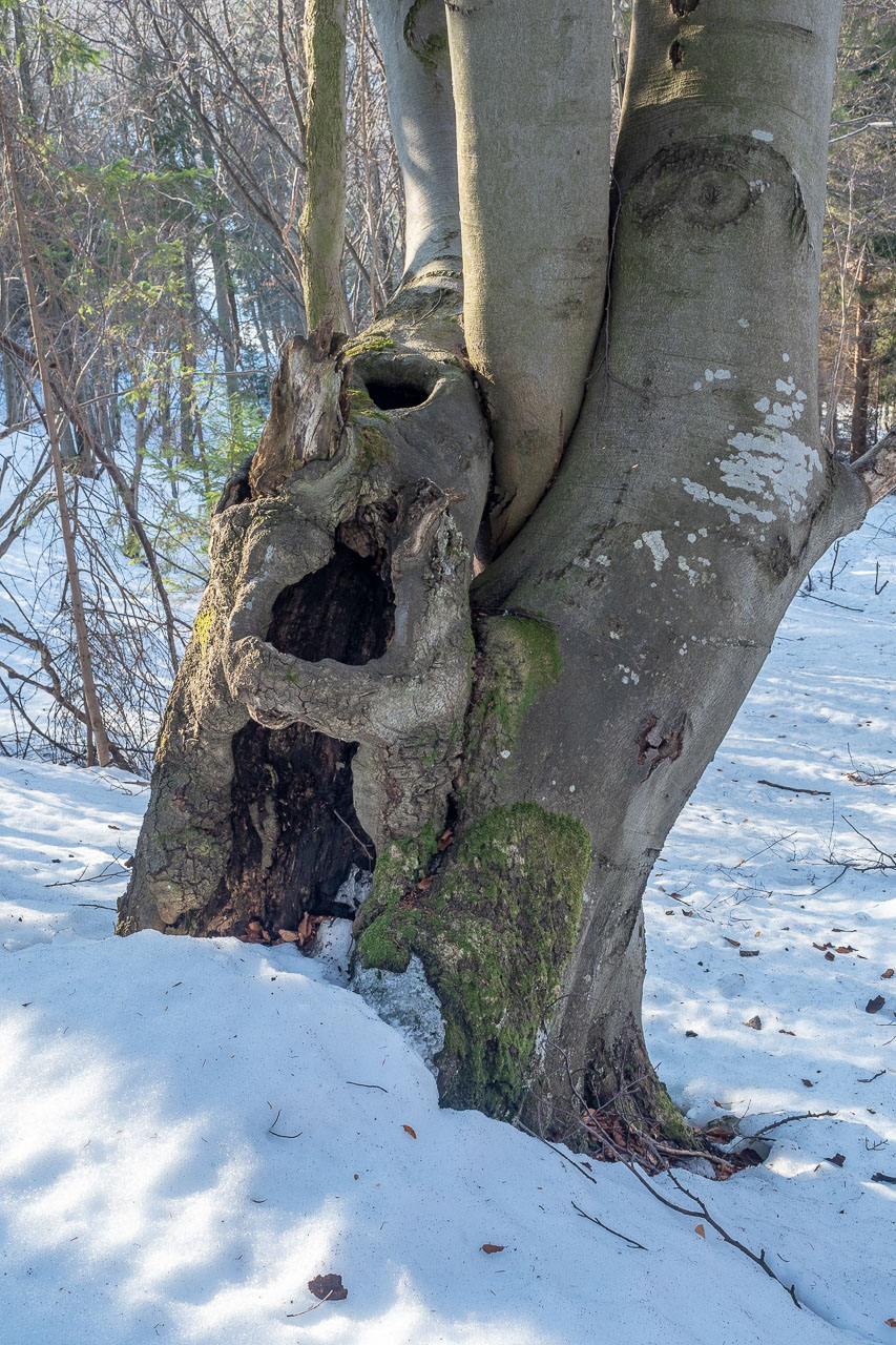 Šíp zo Stankovian (Veľká Fatra)