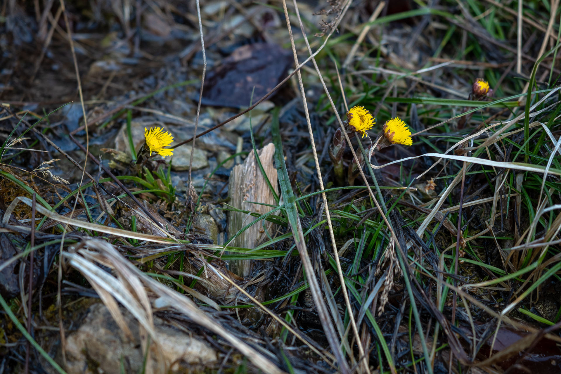 Šíp zo Stankovian (Veľká Fatra)