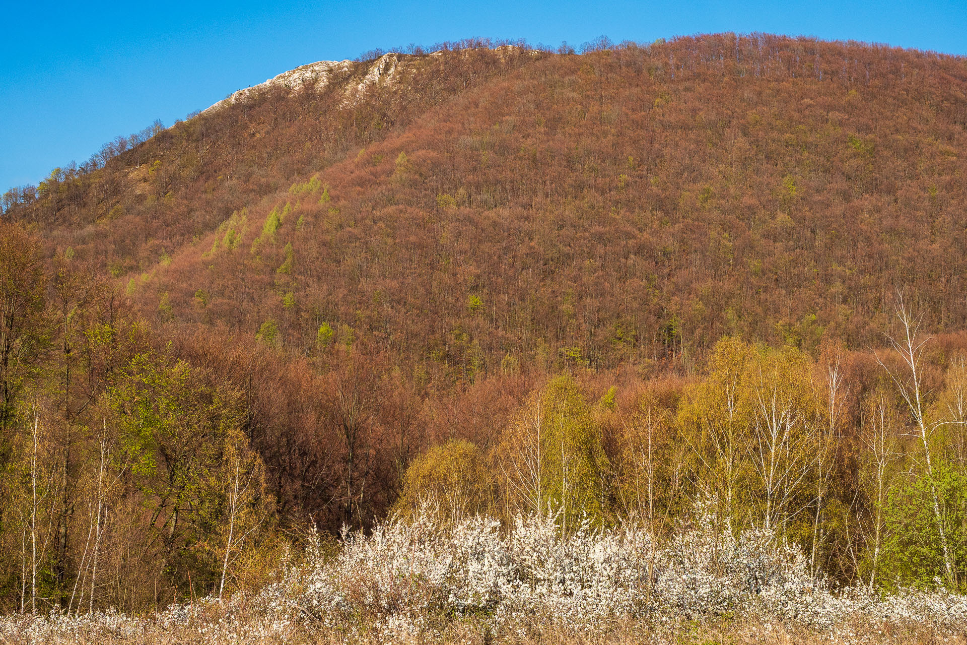 Sivec od Ružína (Čierna hora)