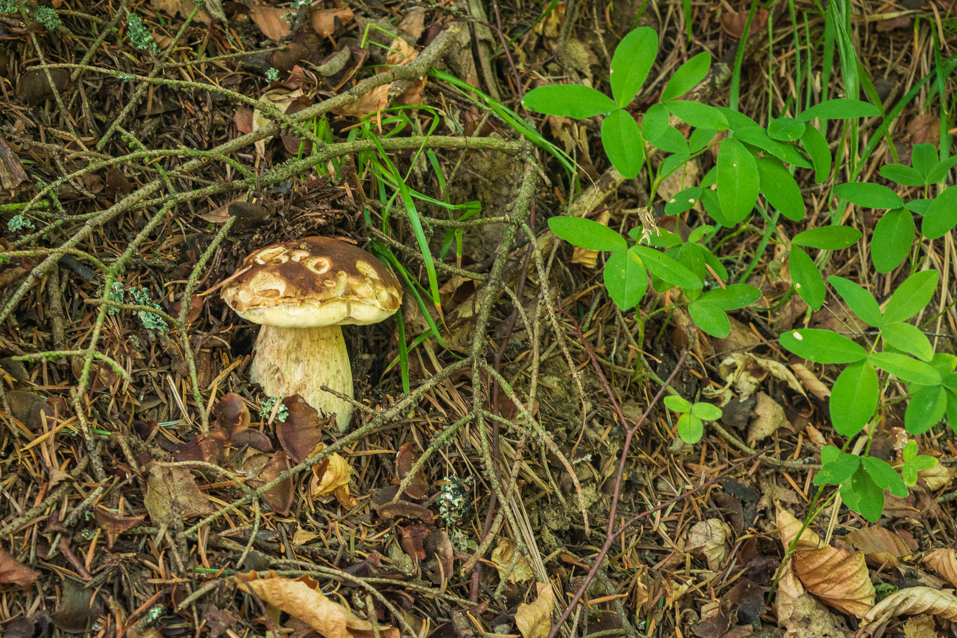 Sľubica zo Slatviny (Branisko a Bachureň)