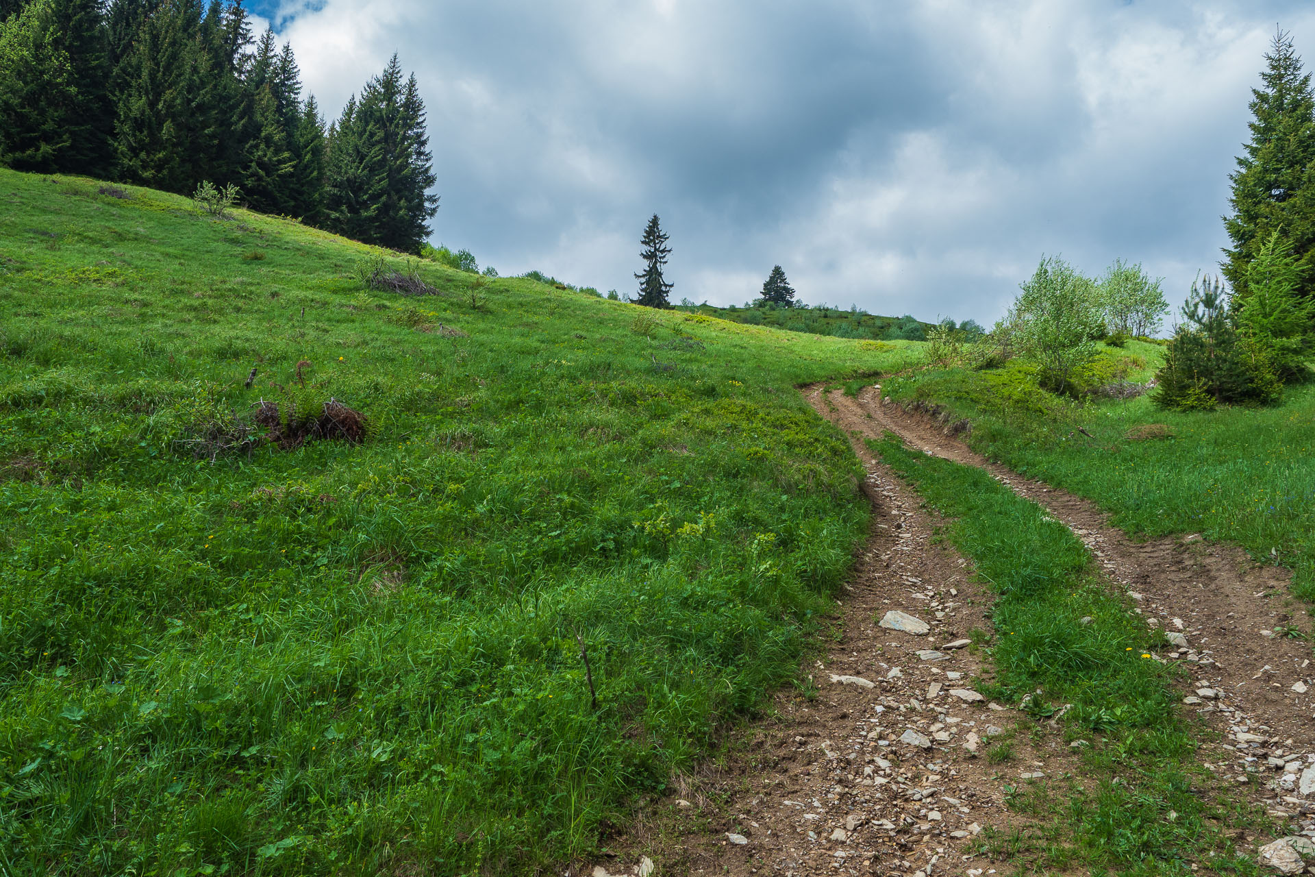 Smrečiny z Liptovskej Tepličky (Nízke Tatry)