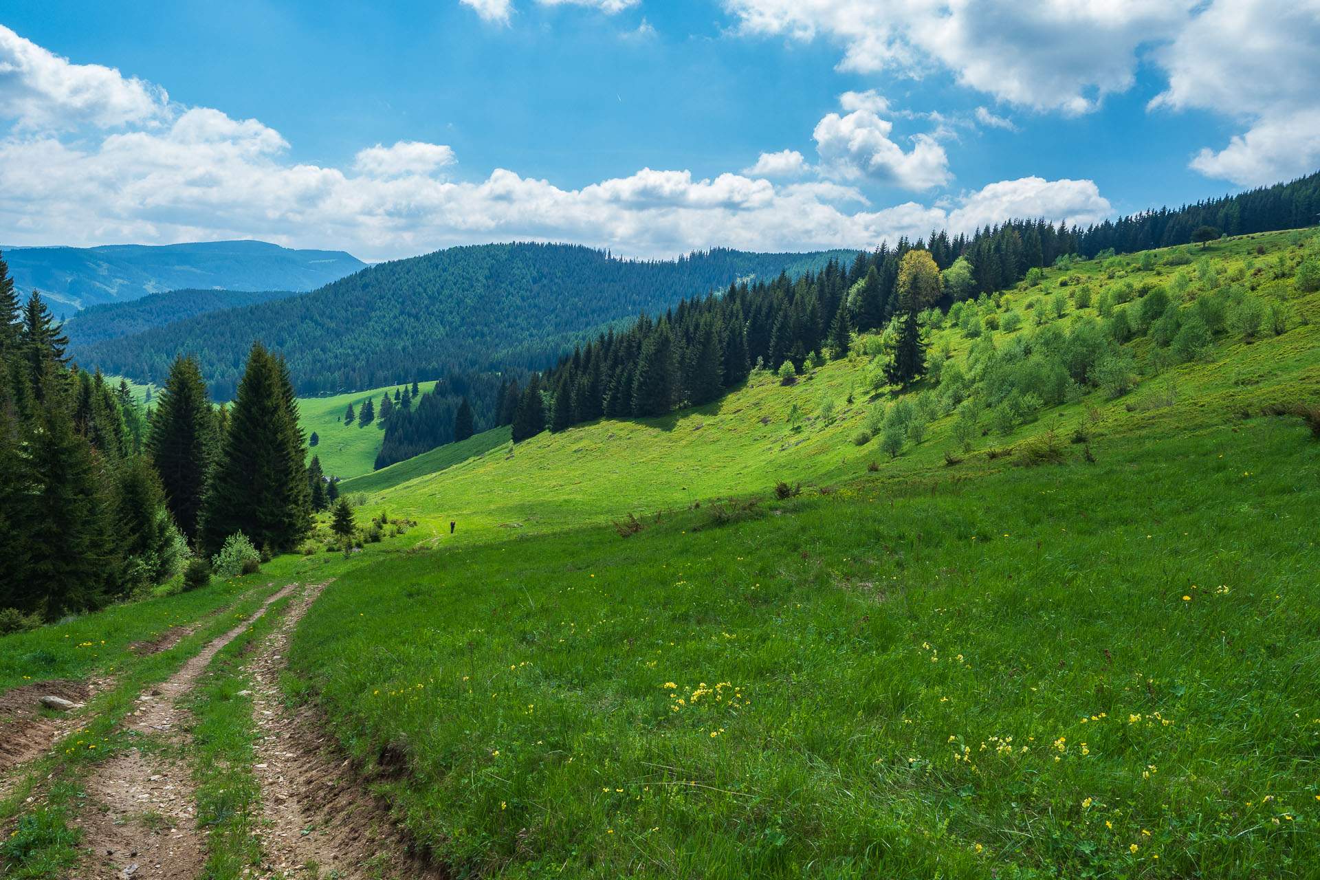 Smrečiny z Liptovskej Tepličky (Nízke Tatry)