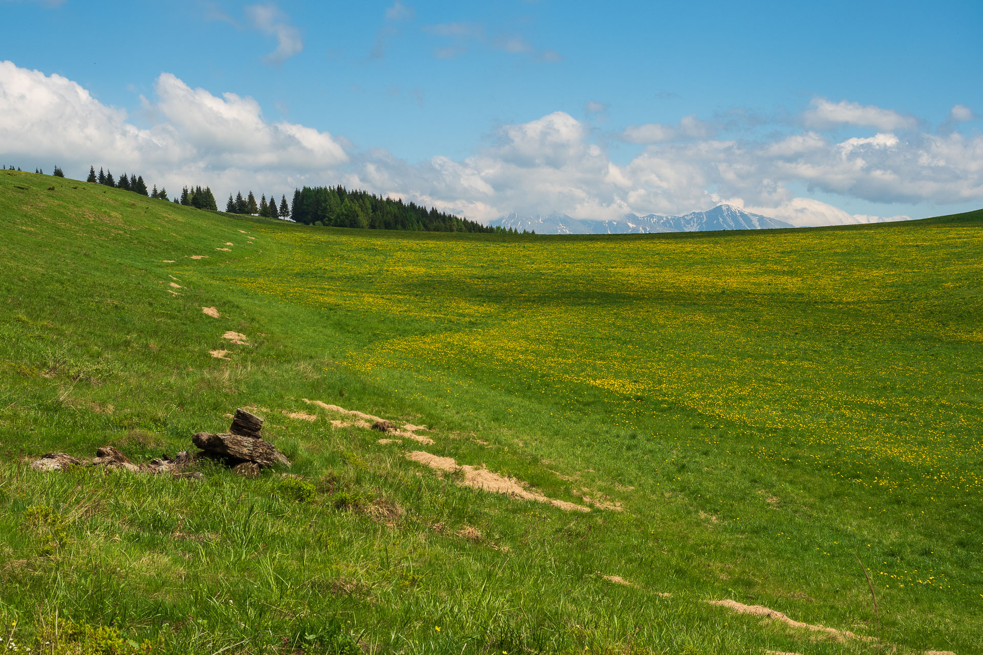 Smrečiny z Liptovskej Tepličky (Nízke Tatry)