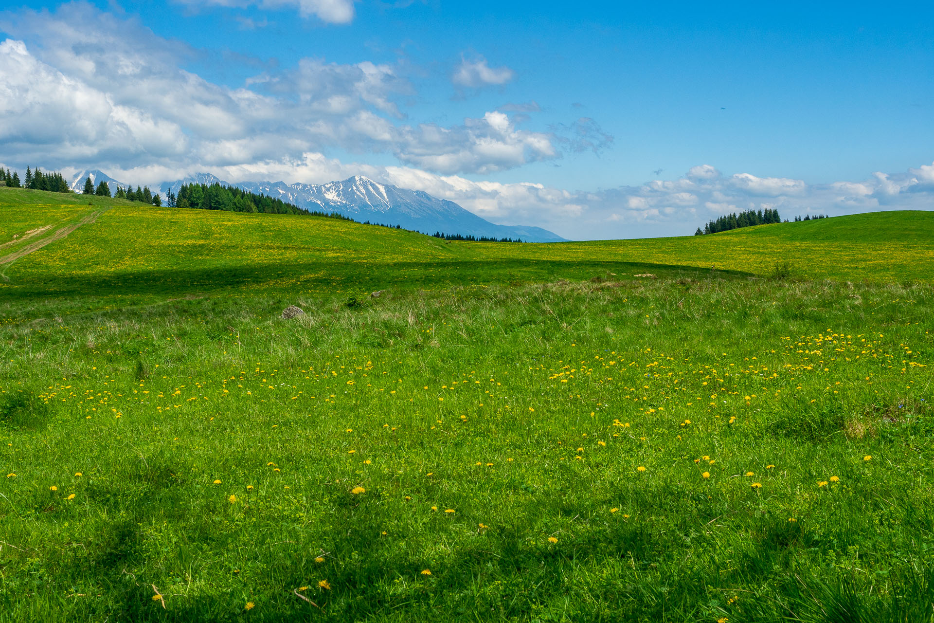 Smrečiny z Liptovskej Tepličky (Nízke Tatry)