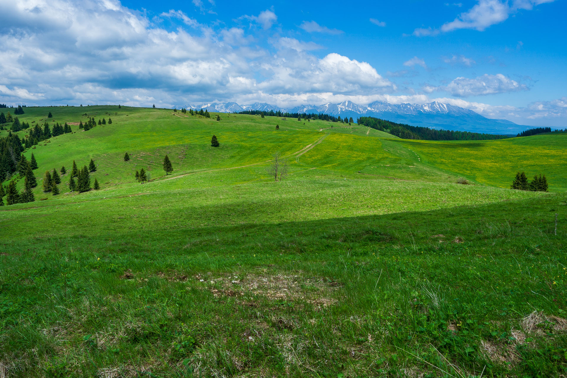 Smrečiny z Liptovskej Tepličky (Nízke Tatry)