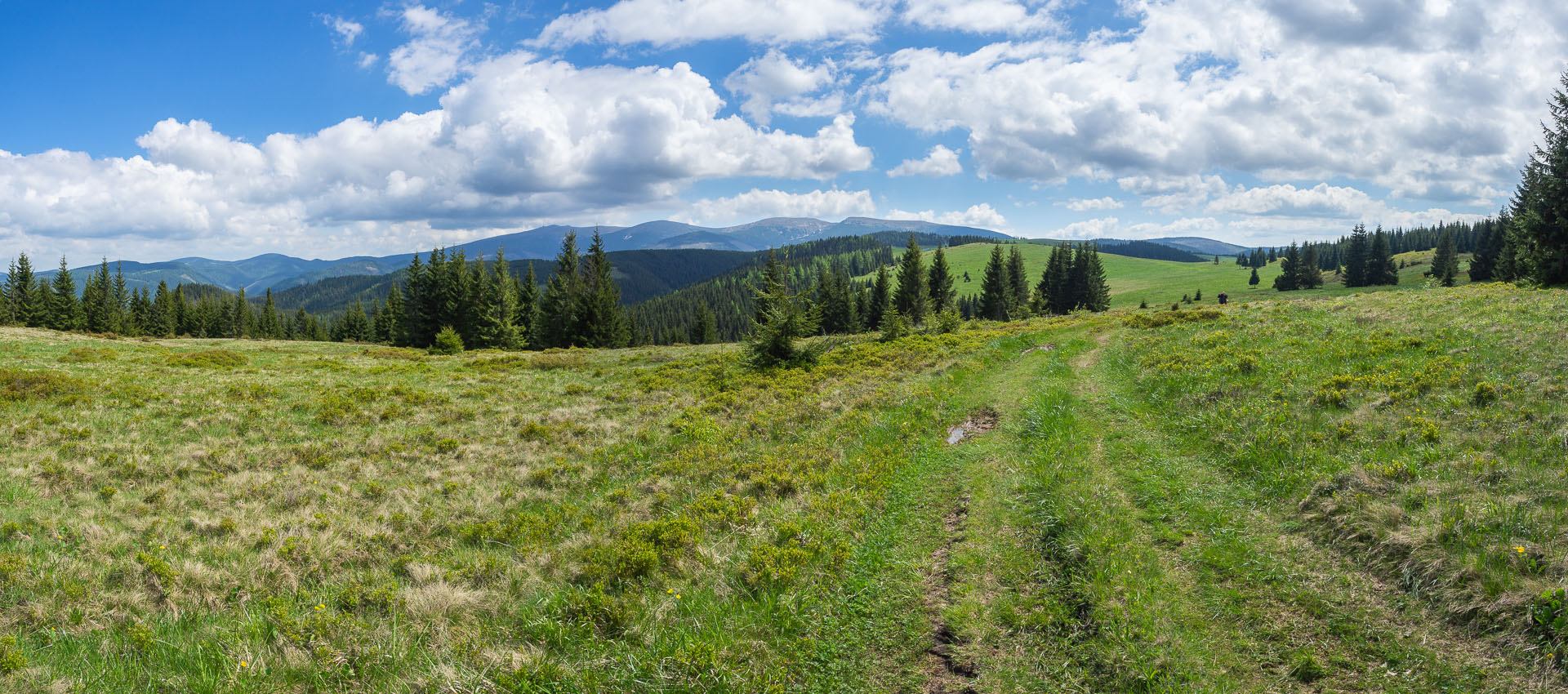 Smrečiny z Liptovskej Tepličky (Nízke Tatry)