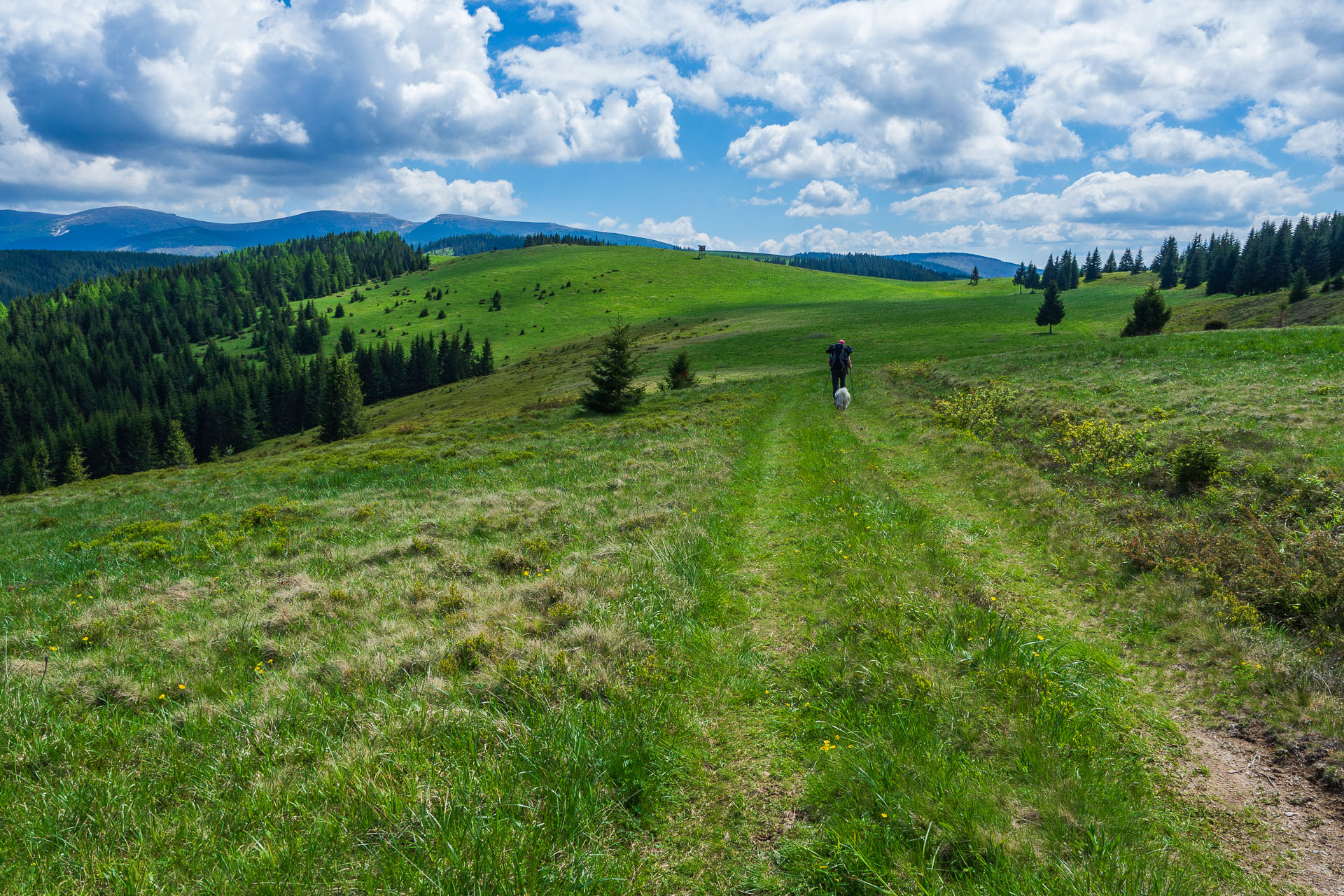 Smrečiny z Liptovskej Tepličky (Nízke Tatry)