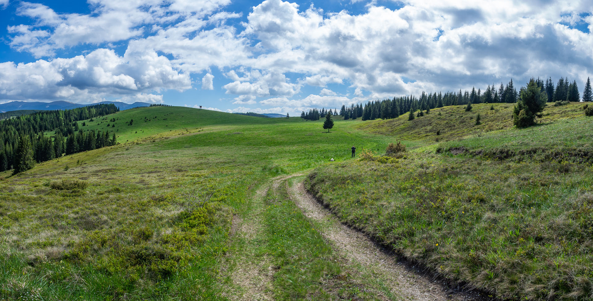 Smrečiny z Liptovskej Tepličky (Nízke Tatry)