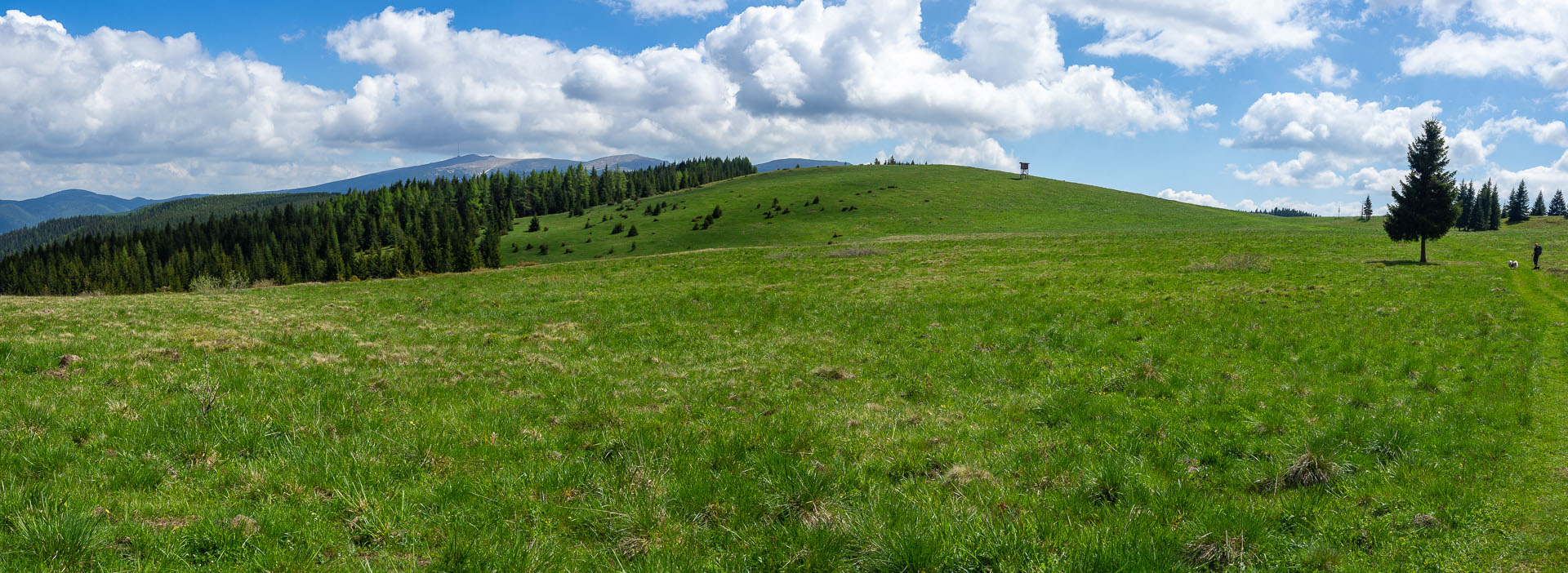 Smrečiny z Liptovskej Tepličky (Nízke Tatry)