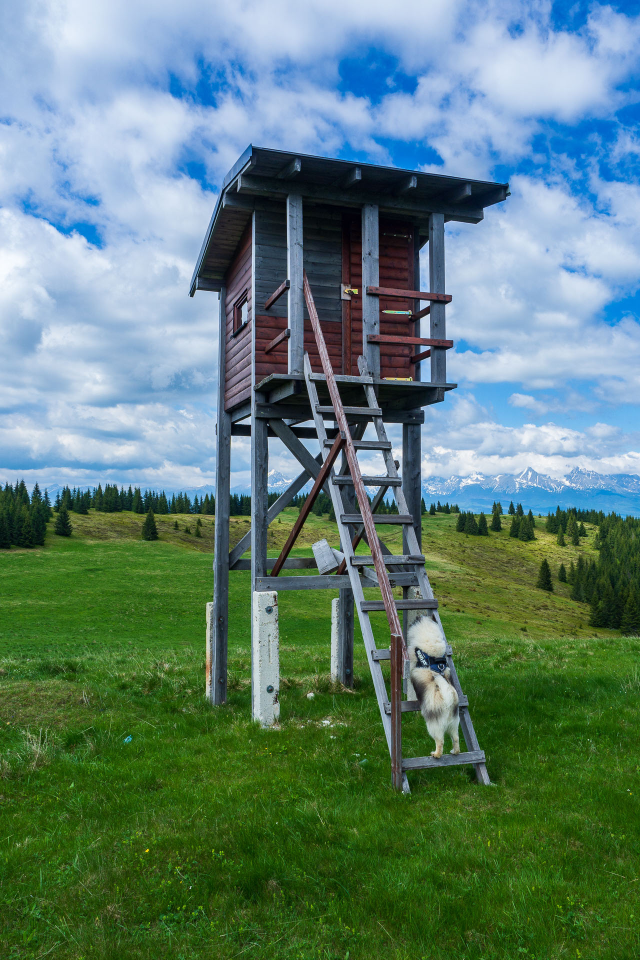 Smrečiny z Liptovskej Tepličky (Nízke Tatry)