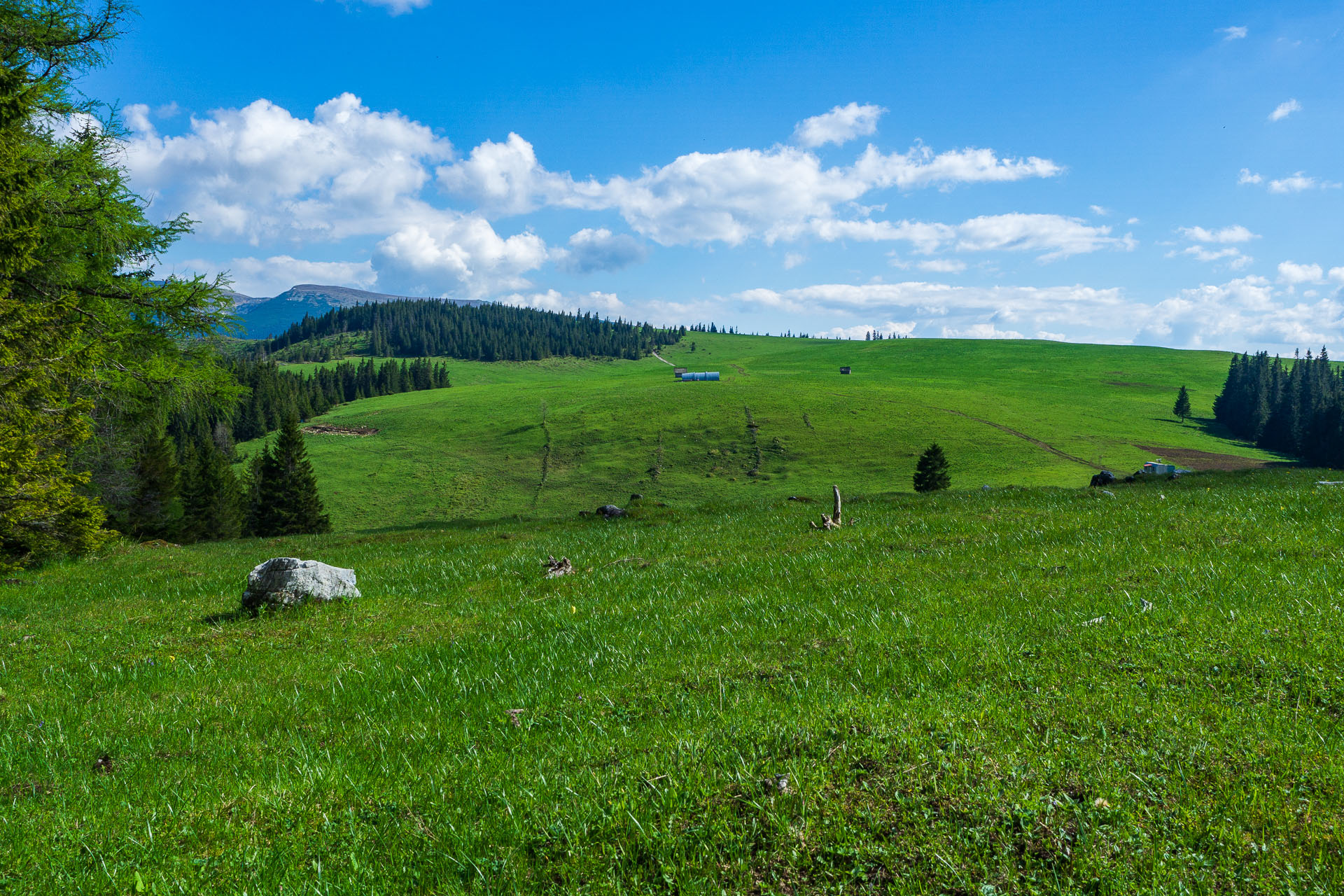 Smrečiny z Liptovskej Tepličky (Nízke Tatry)