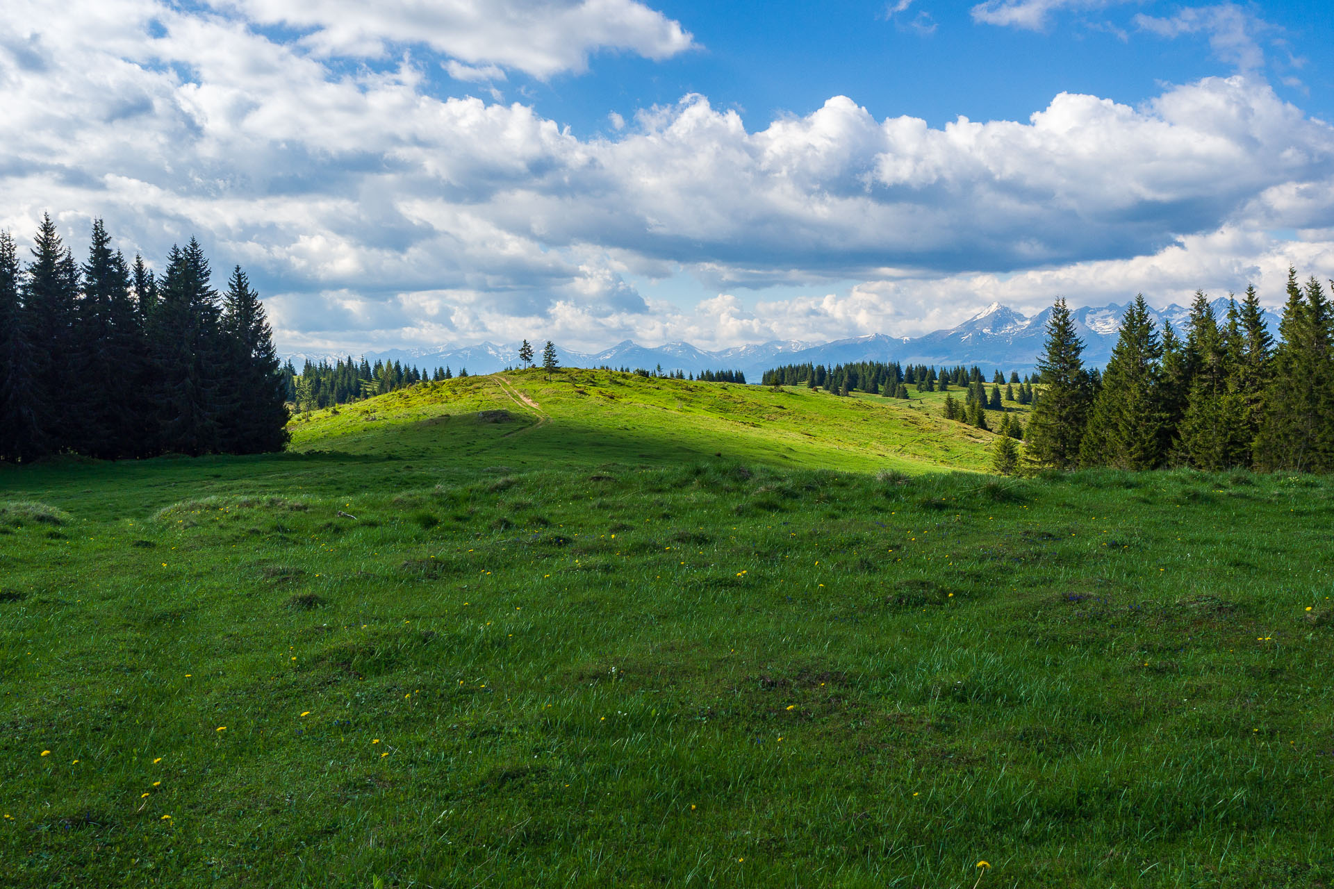 Smrečiny z Liptovskej Tepličky (Nízke Tatry)