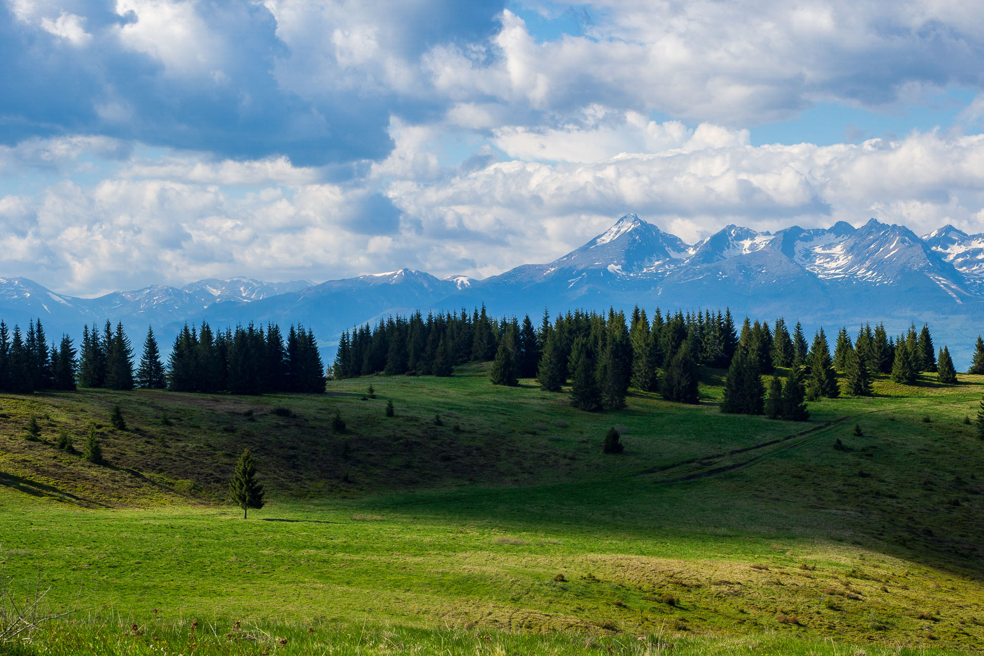 Smrečiny z Liptovskej Tepličky (Nízke Tatry)