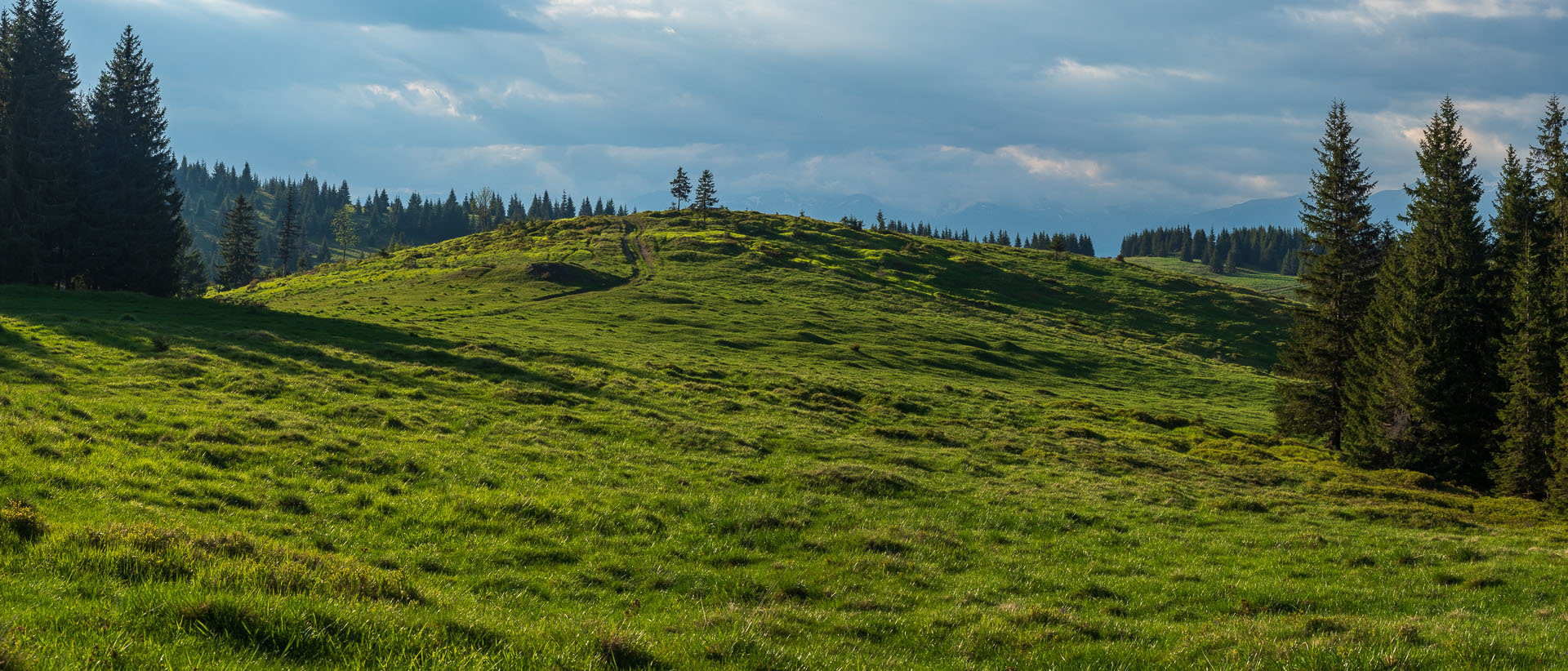 Smrečiny z Liptovskej Tepličky (Nízke Tatry)