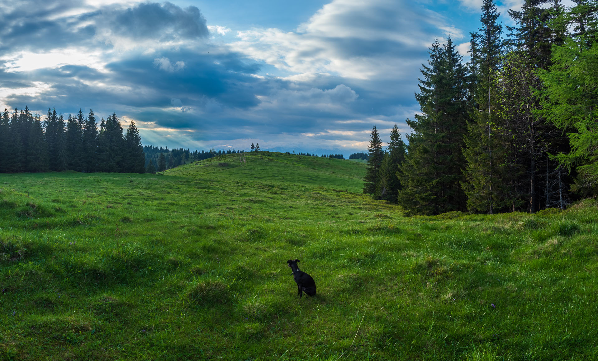 Smrečiny z Liptovskej Tepličky (Nízke Tatry)