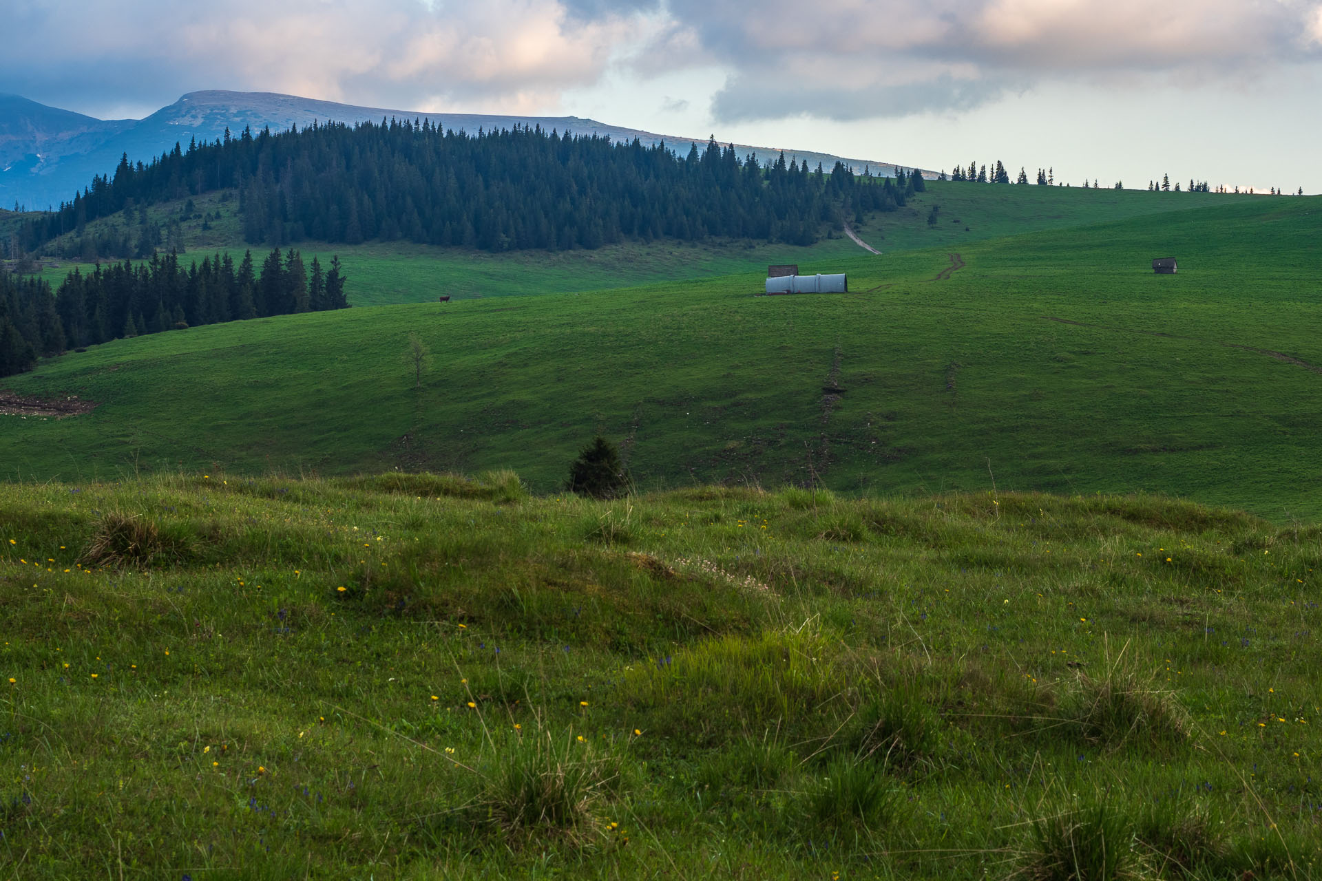 Smrečiny z Liptovskej Tepličky (Nízke Tatry)