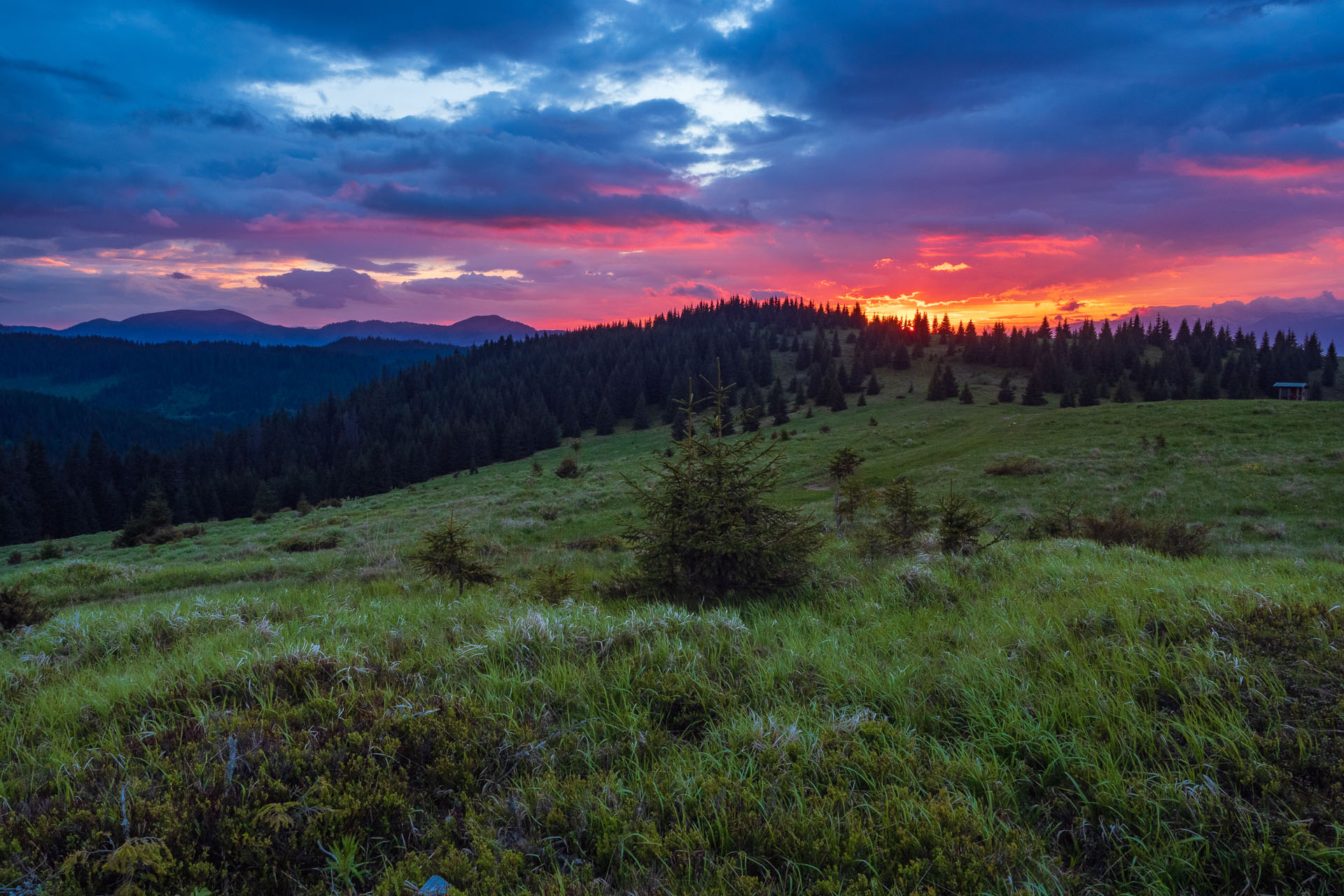 Smrečiny z Liptovskej Tepličky (Nízke Tatry)