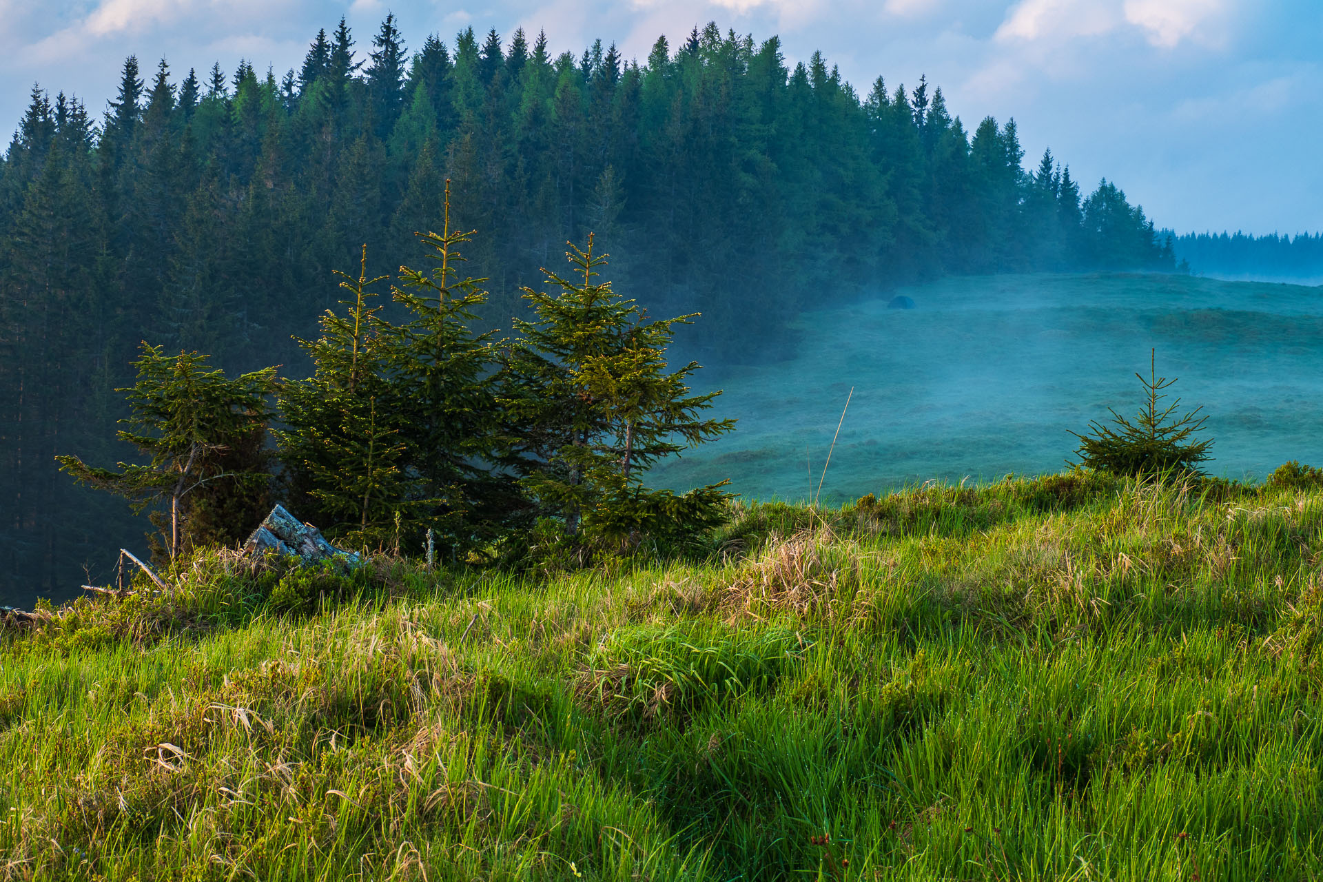 Smrečiny z Liptovskej Tepličky (Nízke Tatry)